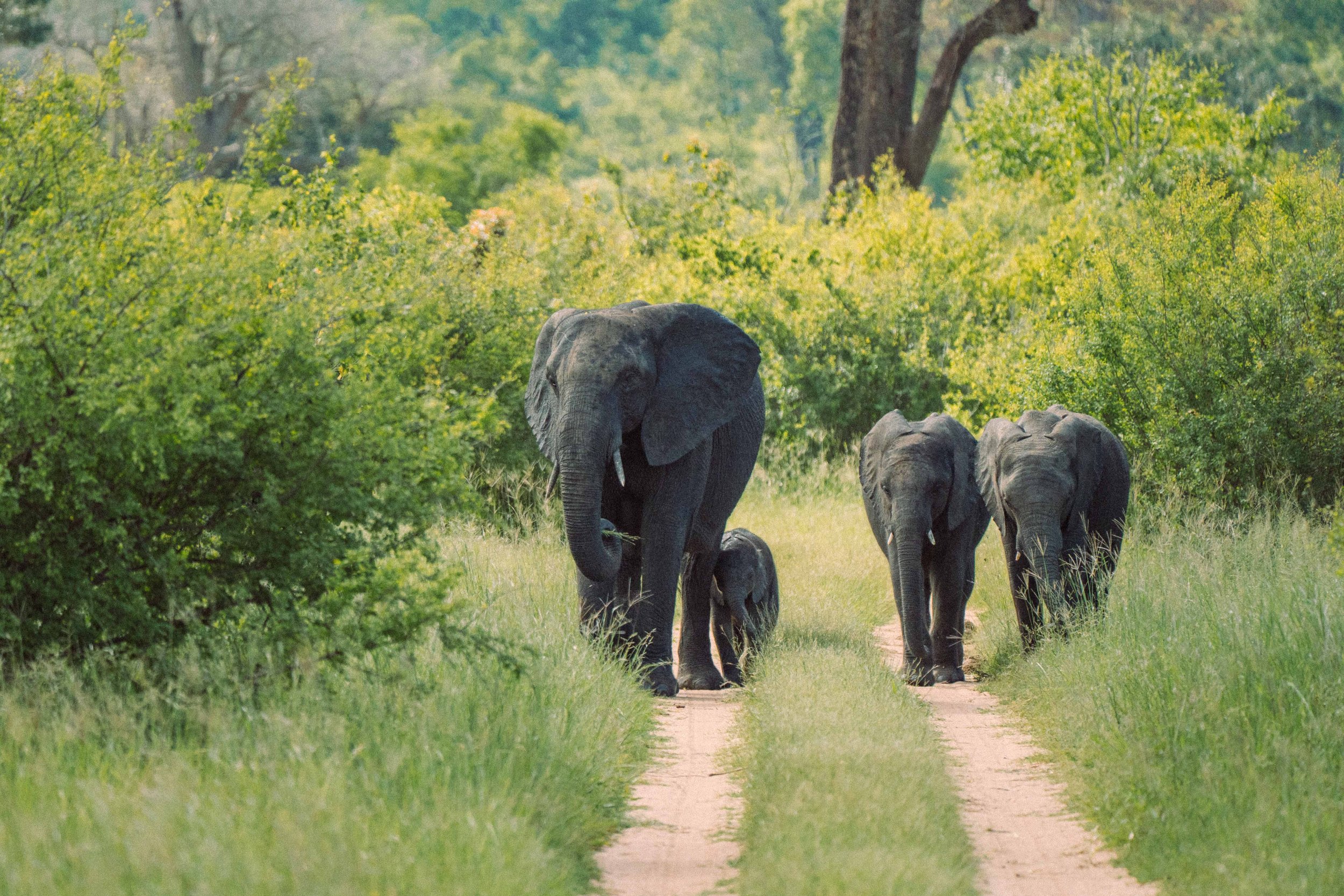 Elephant family.Dylan Alcock.jpg
