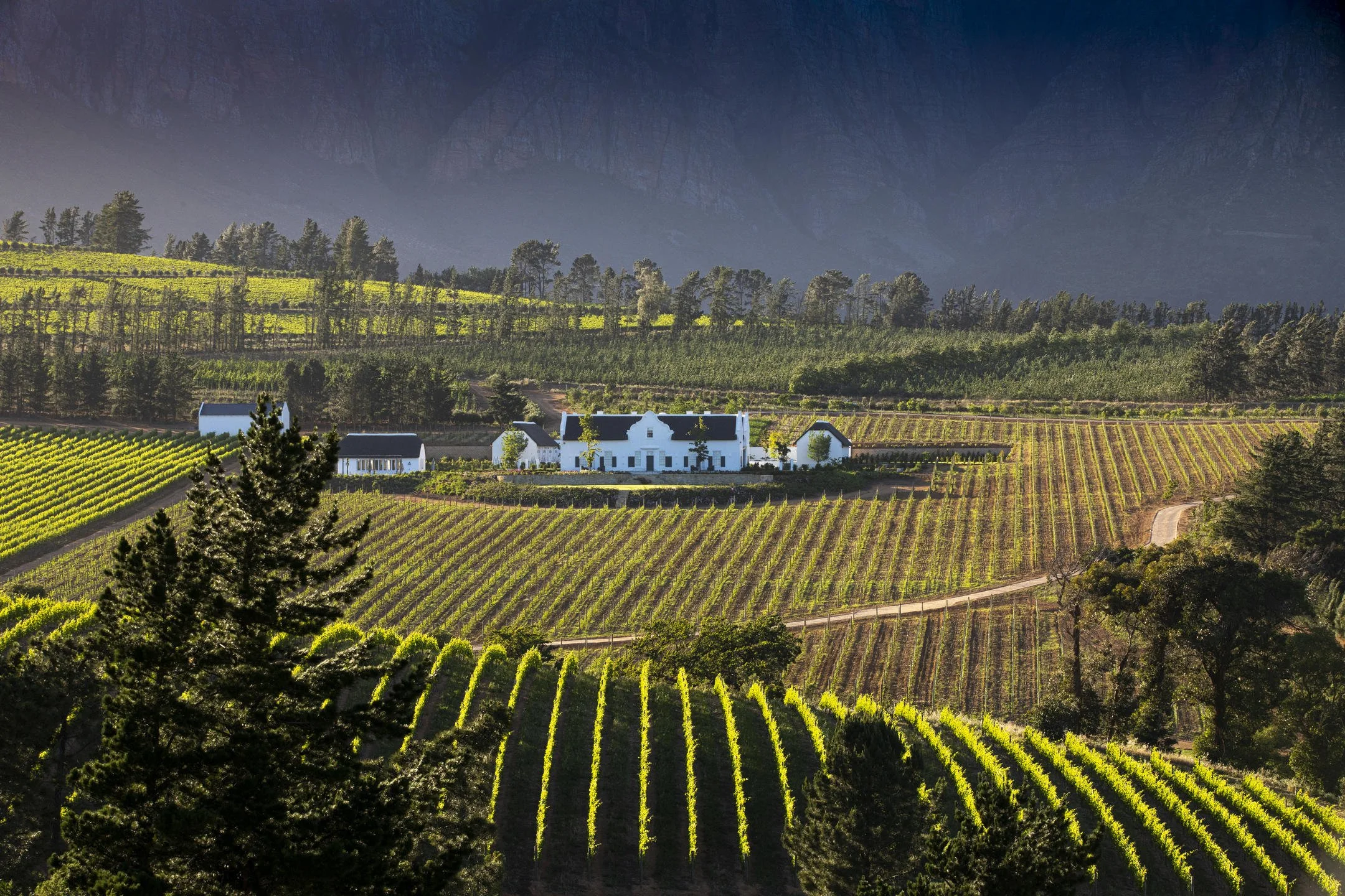 Vineyard.jpg