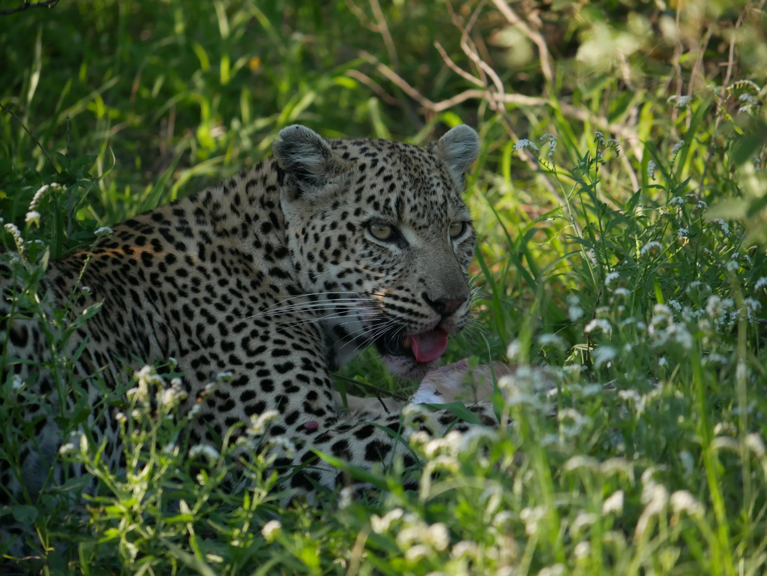Leopard greater Kruger, South Africa