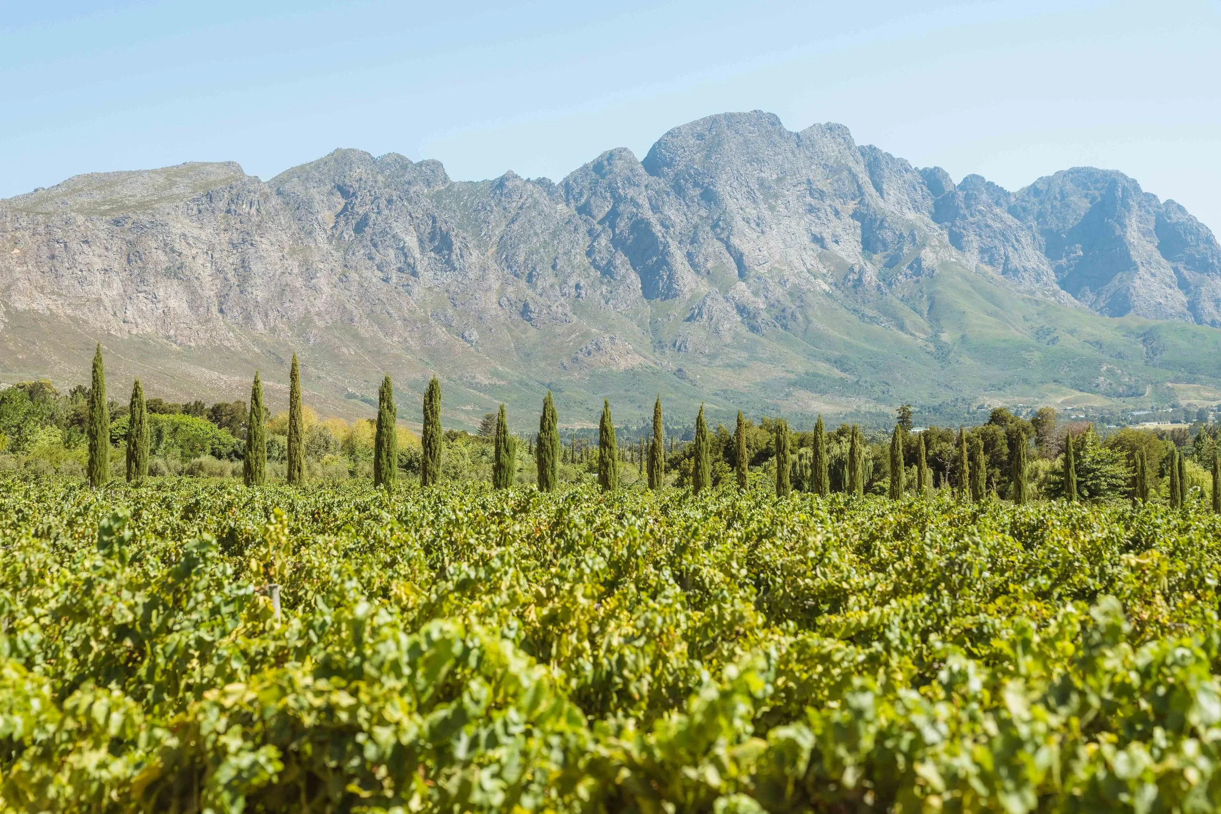 Cape Town winelands.Dylan Alcock.jpg