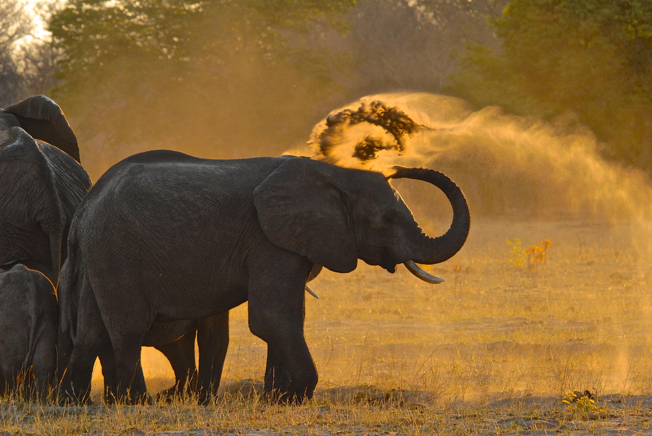 Elephant on a game drive.jpg