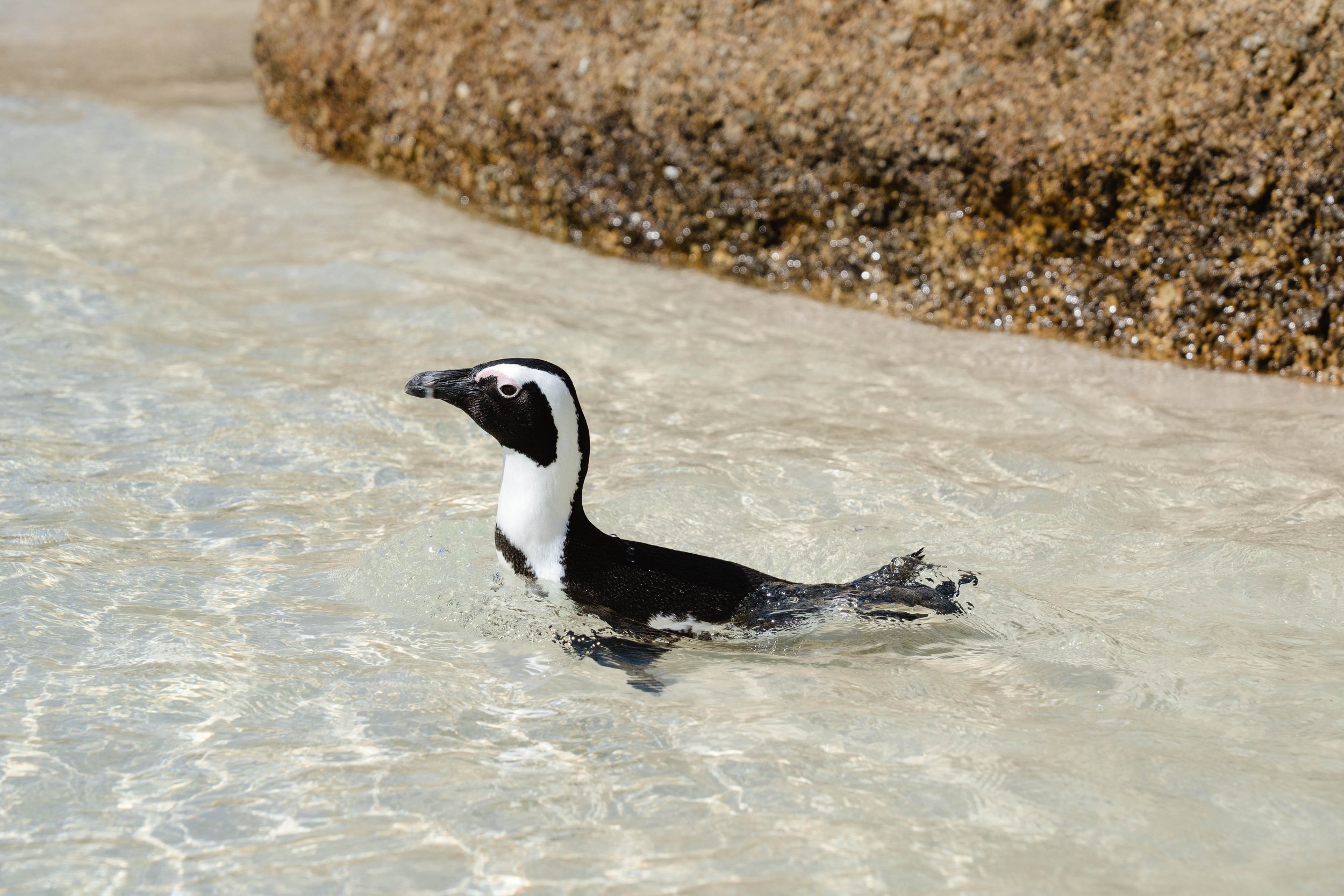 Cape Penguin.Dylan Alcock.jpg