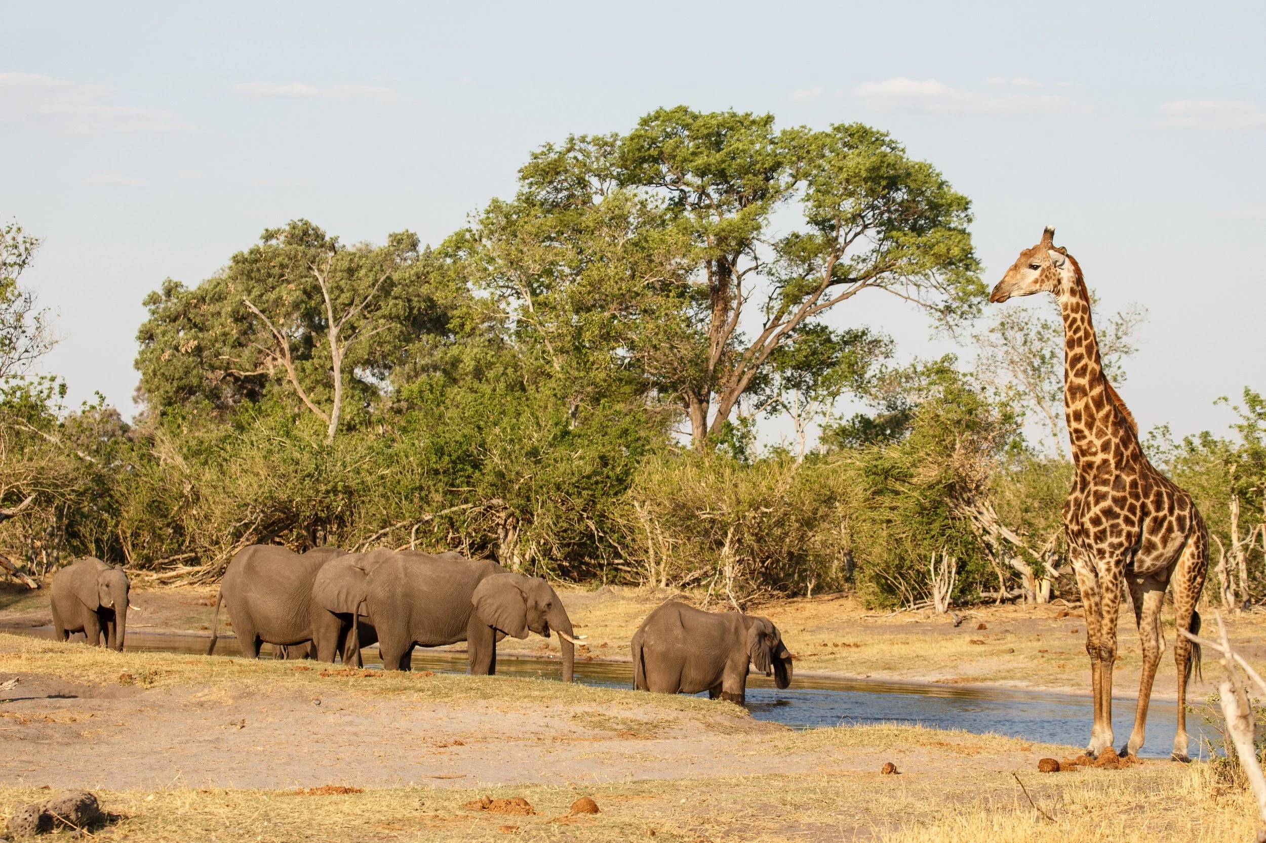Chobe National Park Botswana