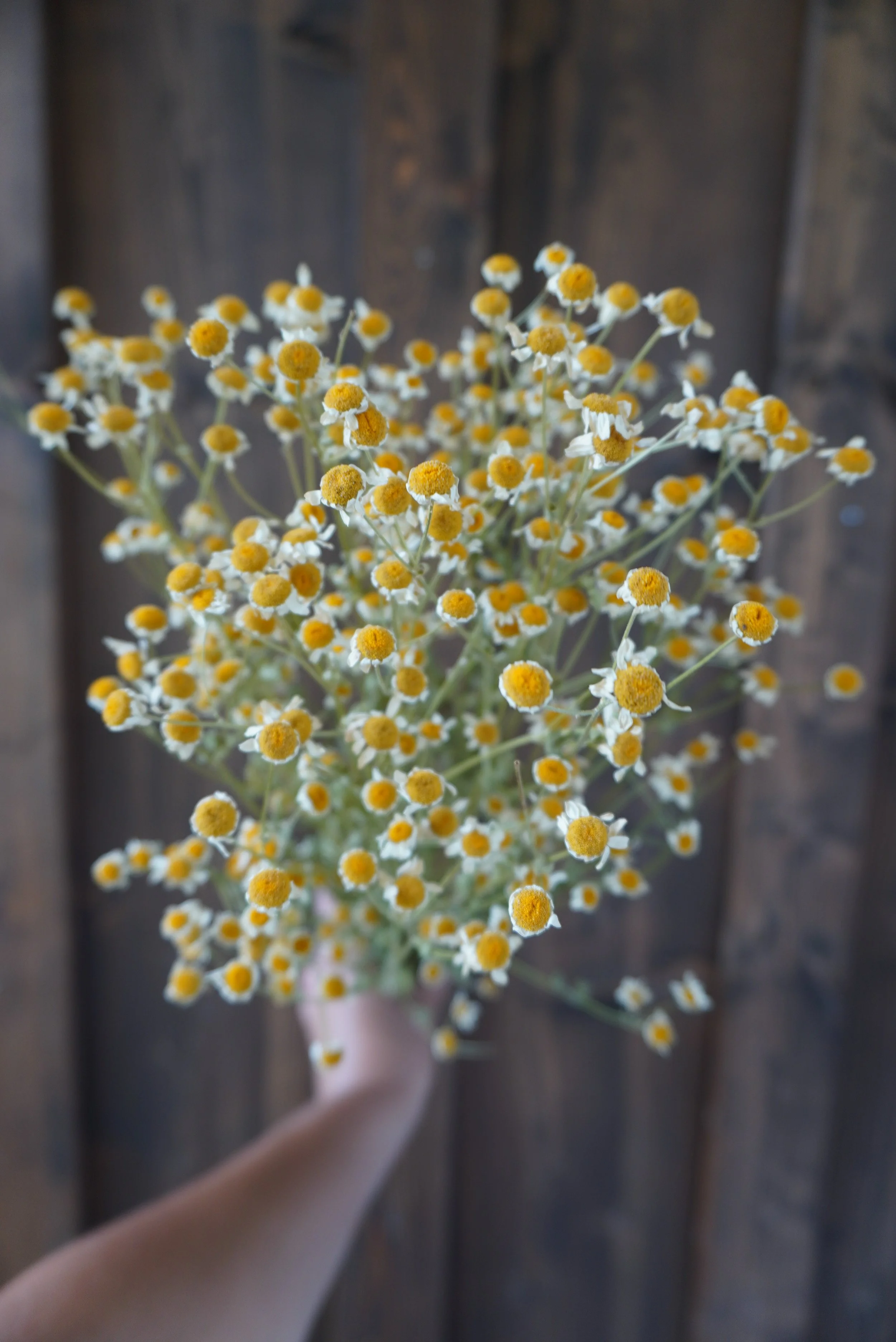 Dried Feverfew Bouquet