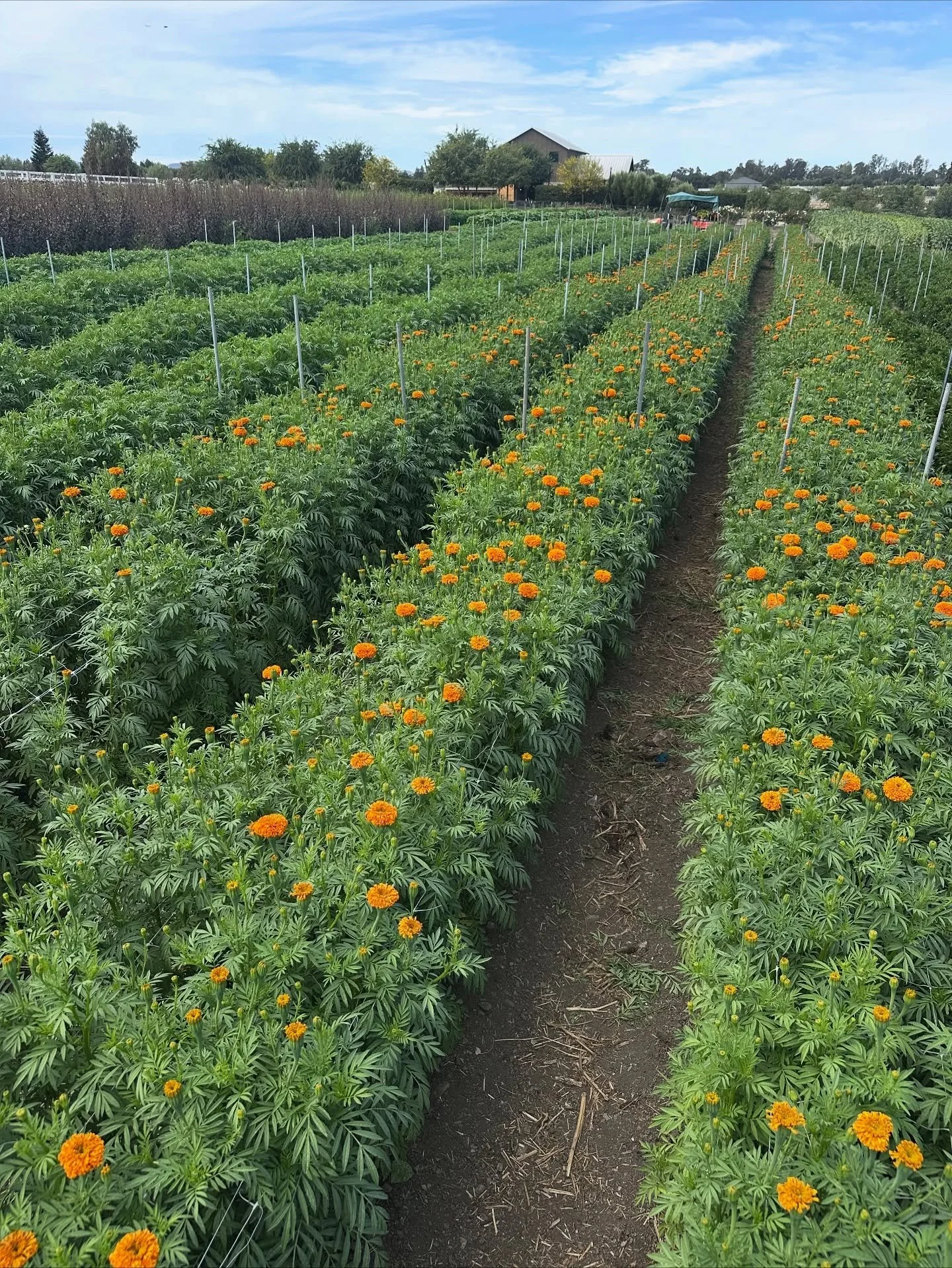 Happy Autumnal Equinox! 🍁🍂🏵️

Every Monday morning we send out our flower availability list to local florists, retailers and distributors. If you&rsquo;re interested in purchasing our flowers wholesale, send us a DM with your email and you&rsquo;l