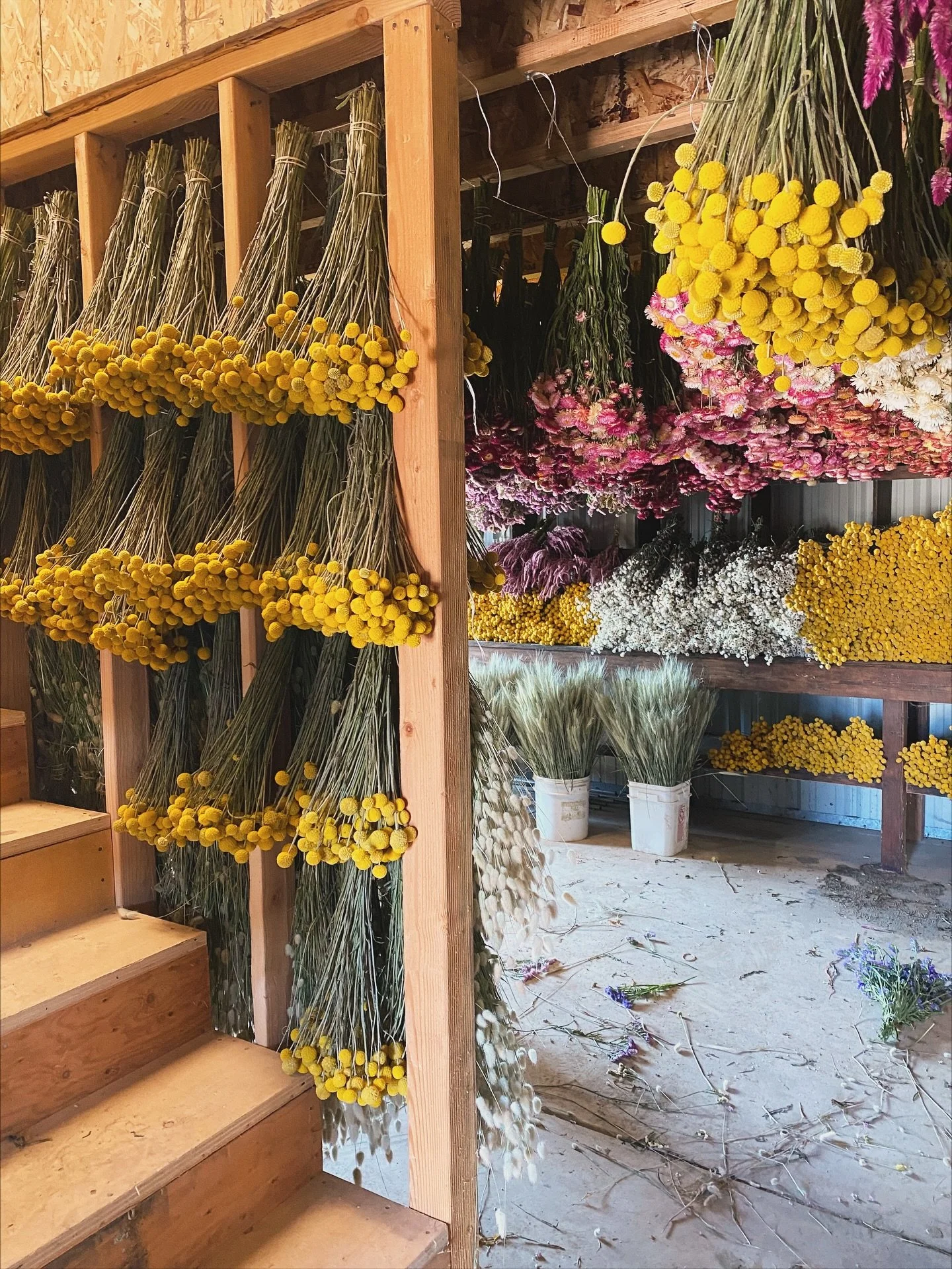 Looking for sustainably grown and naturally dried flowers for your shop or event? You can now find our wholesale dried flowers on Faire! All grown, harvested, and dried on our small farm in Santa Ynez. No dyes, no chemicals, just nature&rsquo;s pure 