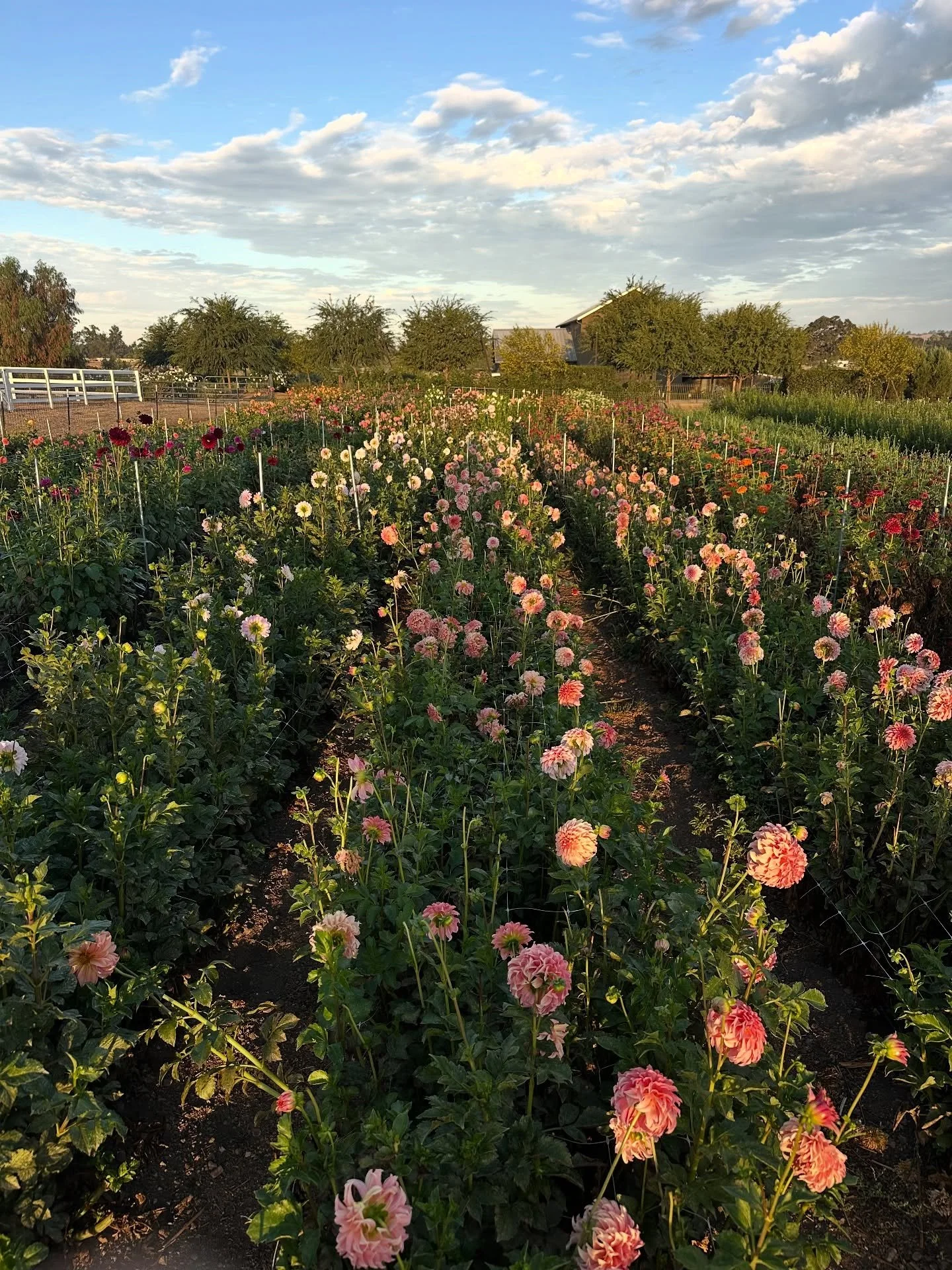 Morning light on the dahlia patch 🌞🌸 

#sunrise #morninglight #dahlias #dahliapatch #flowerfarm #smallfarm