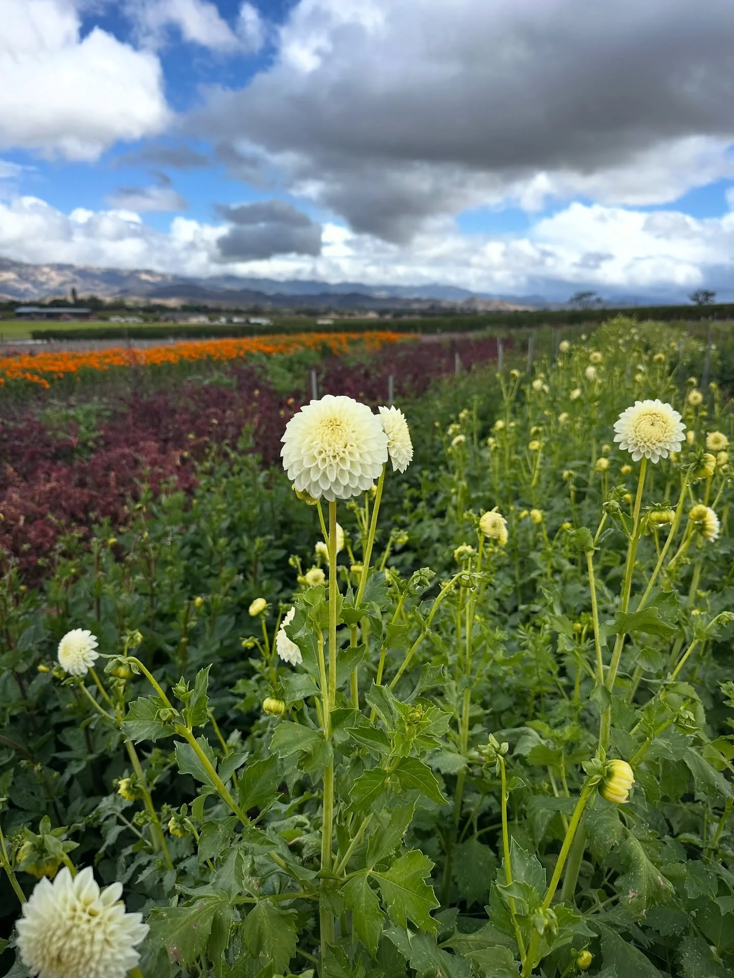 Dahlias fresh after the rain 🌧️ We were gifted a bunch of dahlia tubers this summer and we took a risk and planted them much later than our other plantings. Even though they started flowering at the end of the season, we&rsquo;re so glad we went for