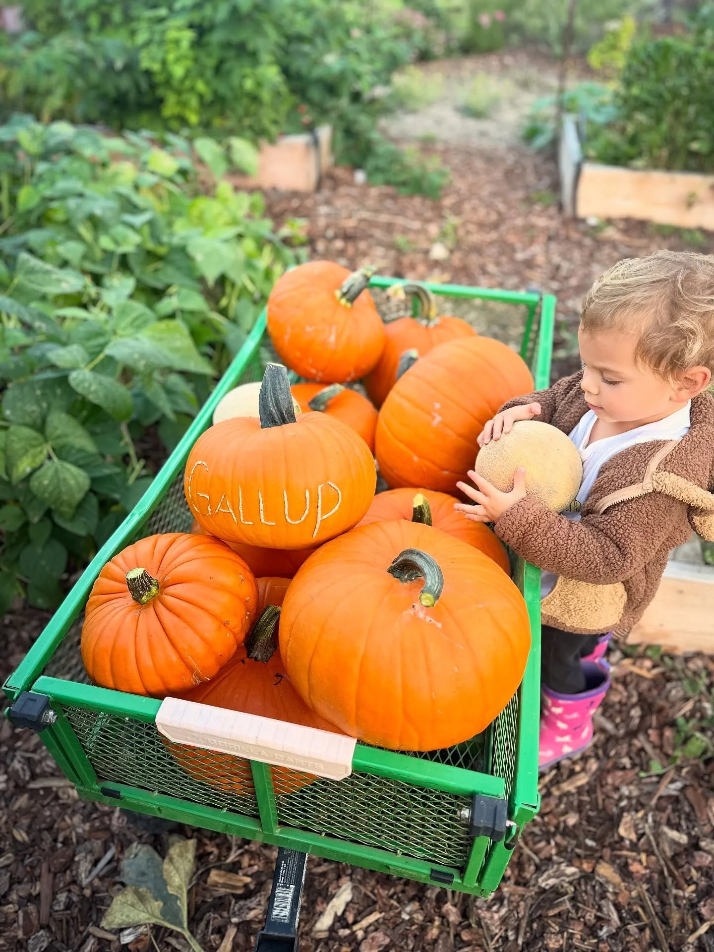 Homegrown pumpkins 🎃🥰✨

Somehow the pumpkins we planted got eaten by gophers, and the ones that made it were volunteers in the garden from last year! 

#pumpkins #homegrown #homestead #garden #volunteerpumpkin