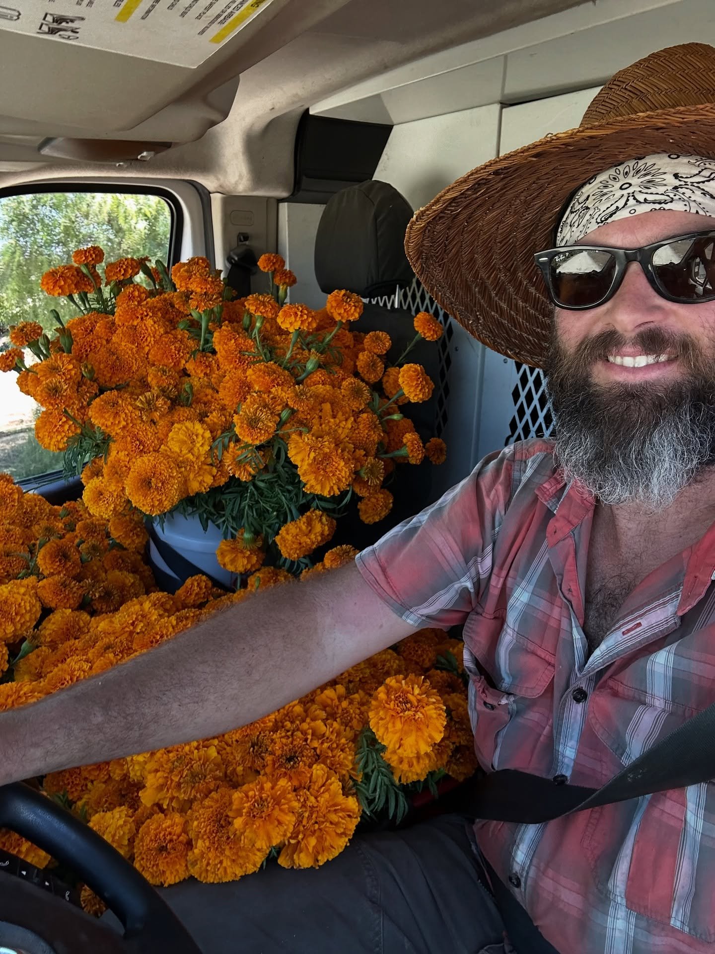 Yesterday&rsquo;s delivery to @grootinflowers ! A packed van of our marigolds and a few strawflowers 😍 Ran out of room so we had to stack bunches on top. Good thing marigolds are super hardy! 

#marigolds #deliveryday #wholesale #wholesaleflowers