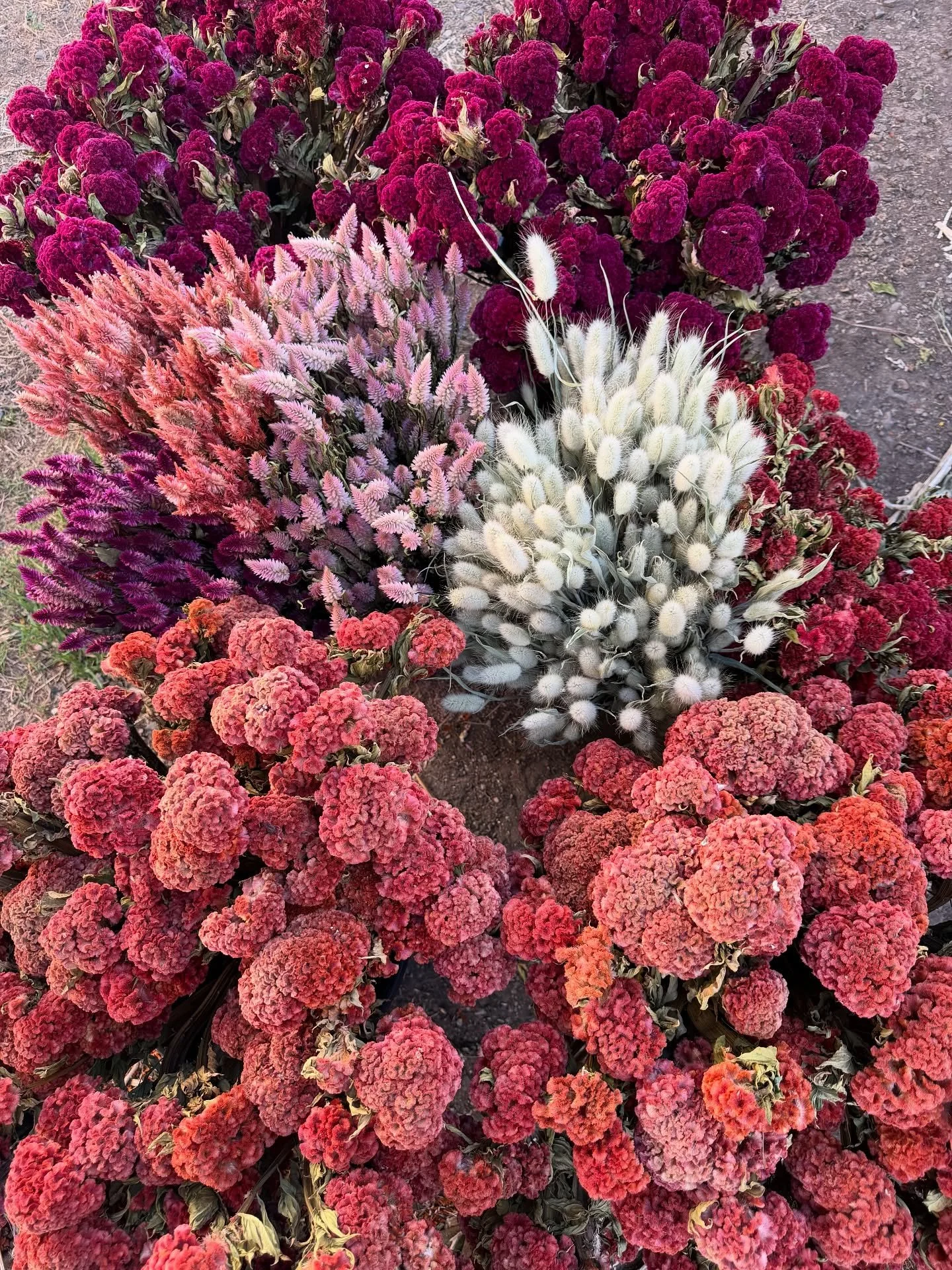 Dried flower season is here and we are excited to share more of our everlasting blooms with you all! These are from recent orders from local buyers 🌸

It might not be much to some, but we&rsquo;re happy to have reached 1,000 sales on @Etsy! A big TH