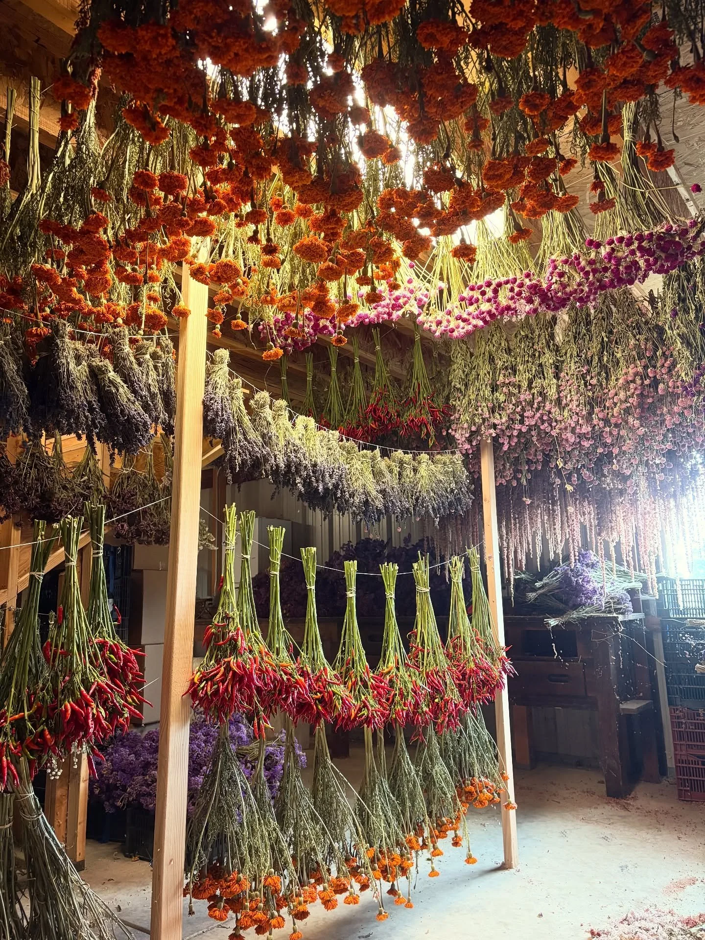 Dry shed still in action 🥀✨ 

#dryingshed #driedflowers #flowerfarm #everlastingflowers #garlands #driedbouquet