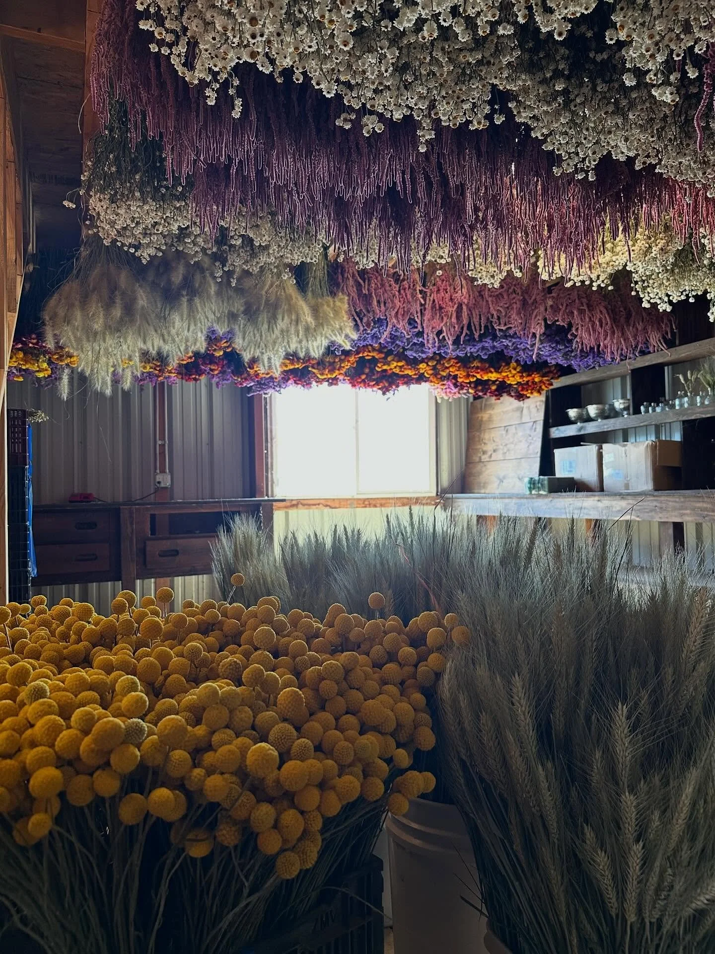 Another angle of the dry shed this season 😊

#driedflowers #flowerfarm #dryshed #flowers #dried