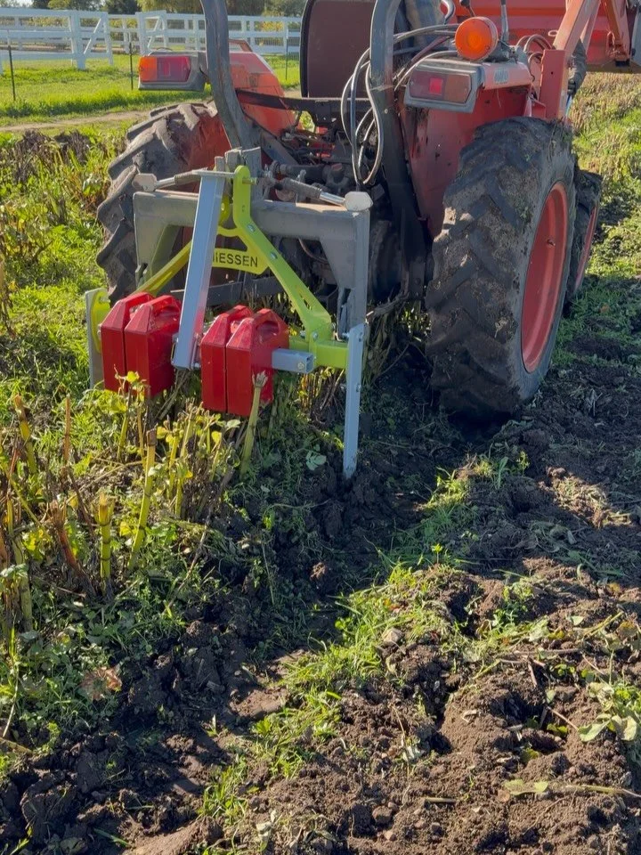 We&rsquo;ve been a little silent on here recently but so much is still happening on and off the farm. 

We dug up all of our dahlia tubers a few weeks ago and they multiplied really well this year! Well enough where we will be selling our extra tuber