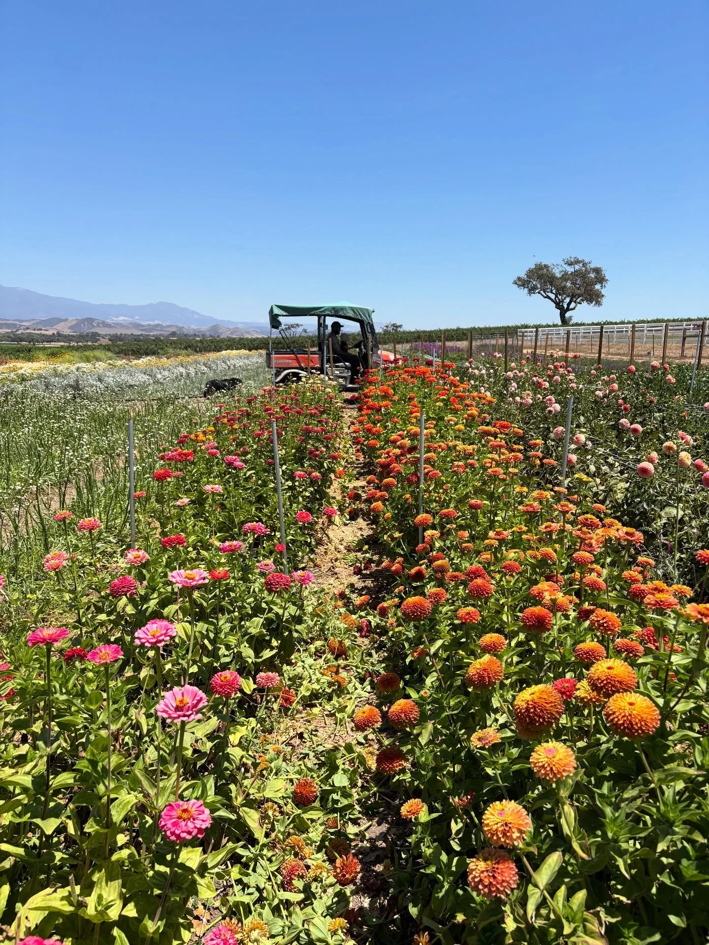 Our farm after and before, and a few in between from 2025 🌸💛

Last year was a big year for us. We had our first growing season in Santa Ynez after selling our Humboldt property, so naturally the whole year felt like a transition period as we worked