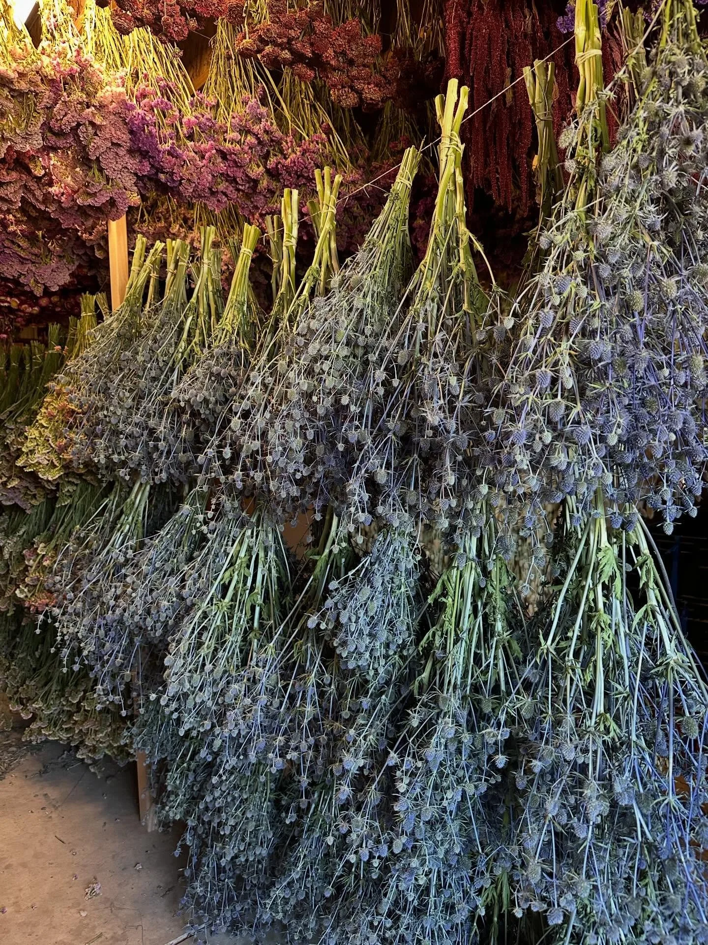 A flower that stood out to us this season was eryngium. This was the first time we grew these beautiful blue and unique thistle like blooms and it definitely won&rsquo;t be the last! They are amazing fresh and dried. We love them and the pollinators 