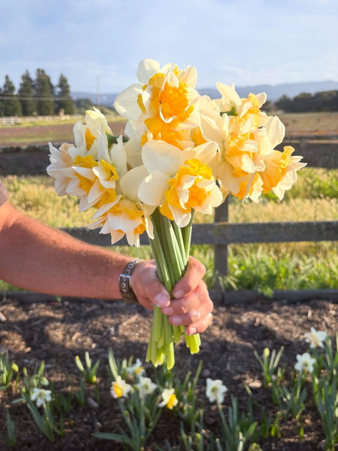 The first flowers to bloom on our property and the first signs of Spring! These daffodils smell heavenly 💛

You can find bunches of these cuties at @newfrontiersmarket and @elranchomarket 💫