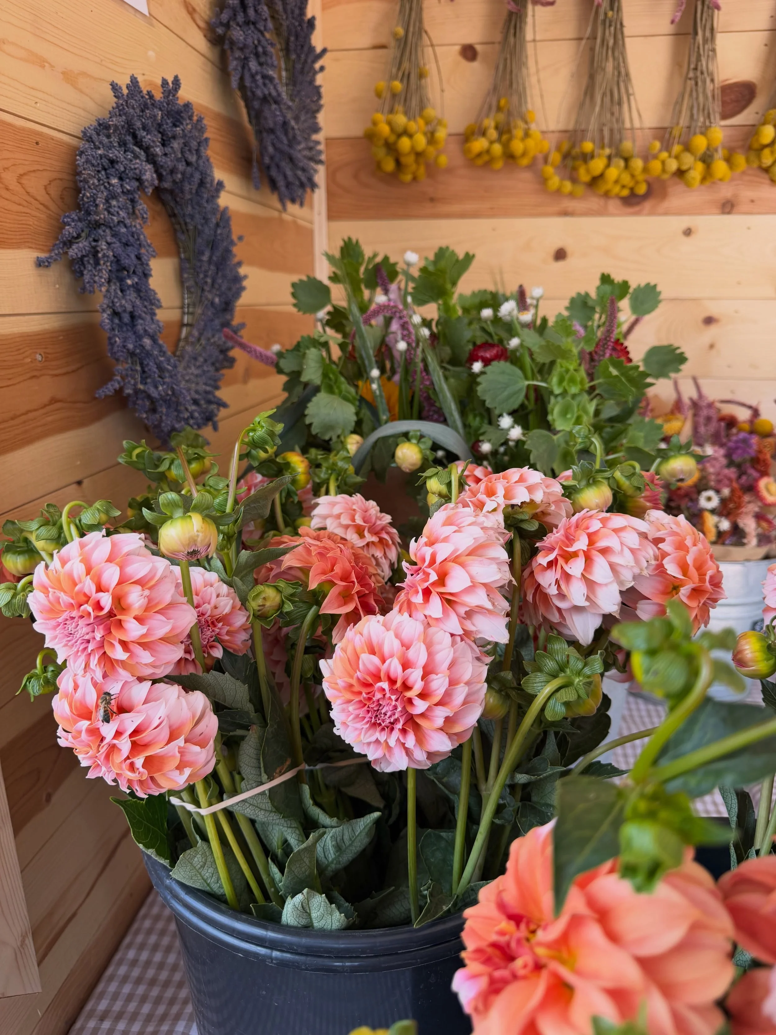 Happy Friday! The first round of our dahlias have really started blooming, so we&rsquo;ll have them in our flower stand this weekend as well as our mixed bouquets and dried flowers 🌸✨ 

We&rsquo;re now open DAILY by the way!
Mon-Fri 8am-3pm
Sat-Sun 