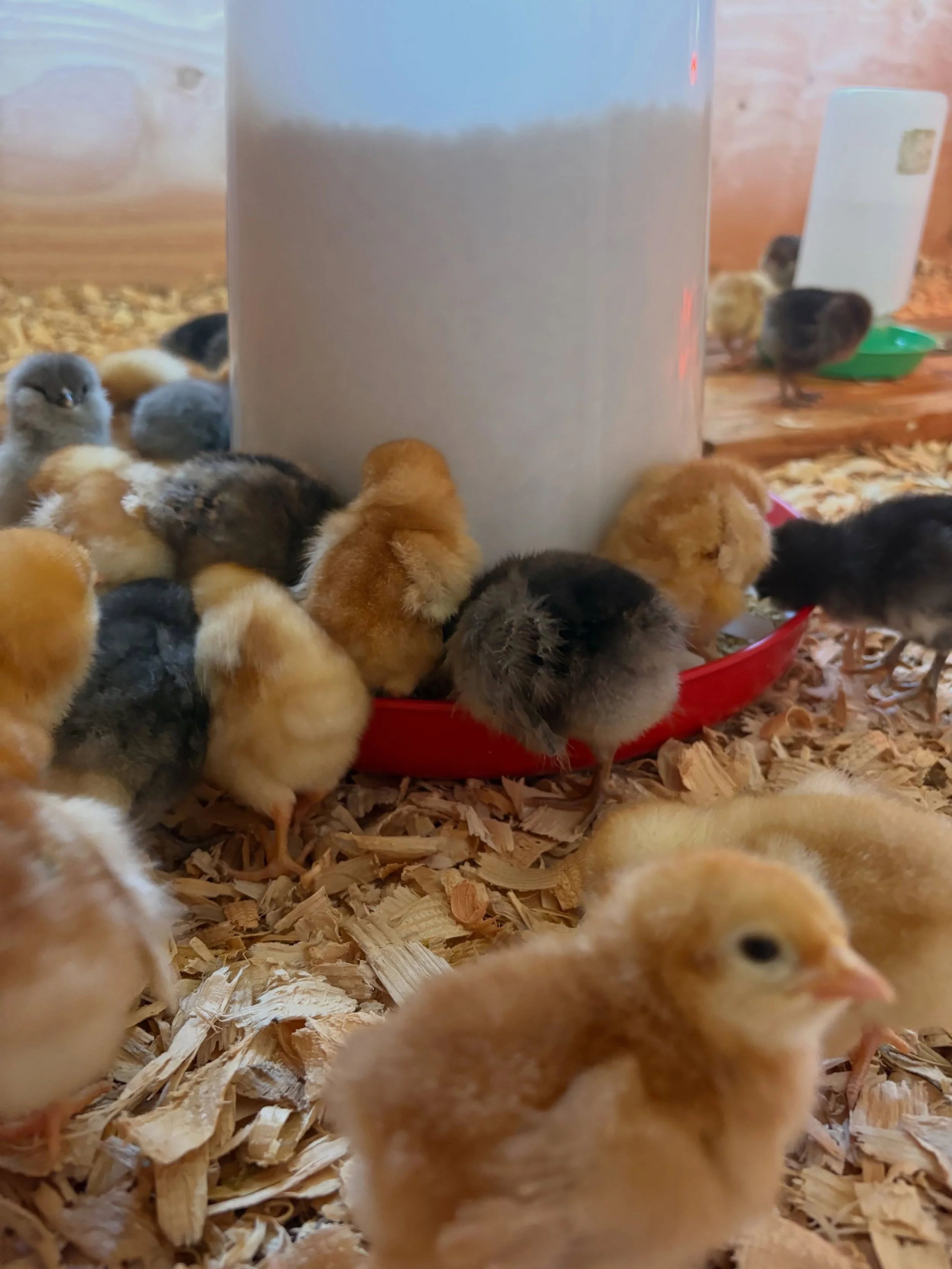 Welcome to the family baby chickies! 

Within the last month or so, a bobcat ate more than half of our flock, including our sweet rooster 😭 So within the grief, we ordered 50 more chicks lol.

Our plan to sell eggs through the flower stand is still 