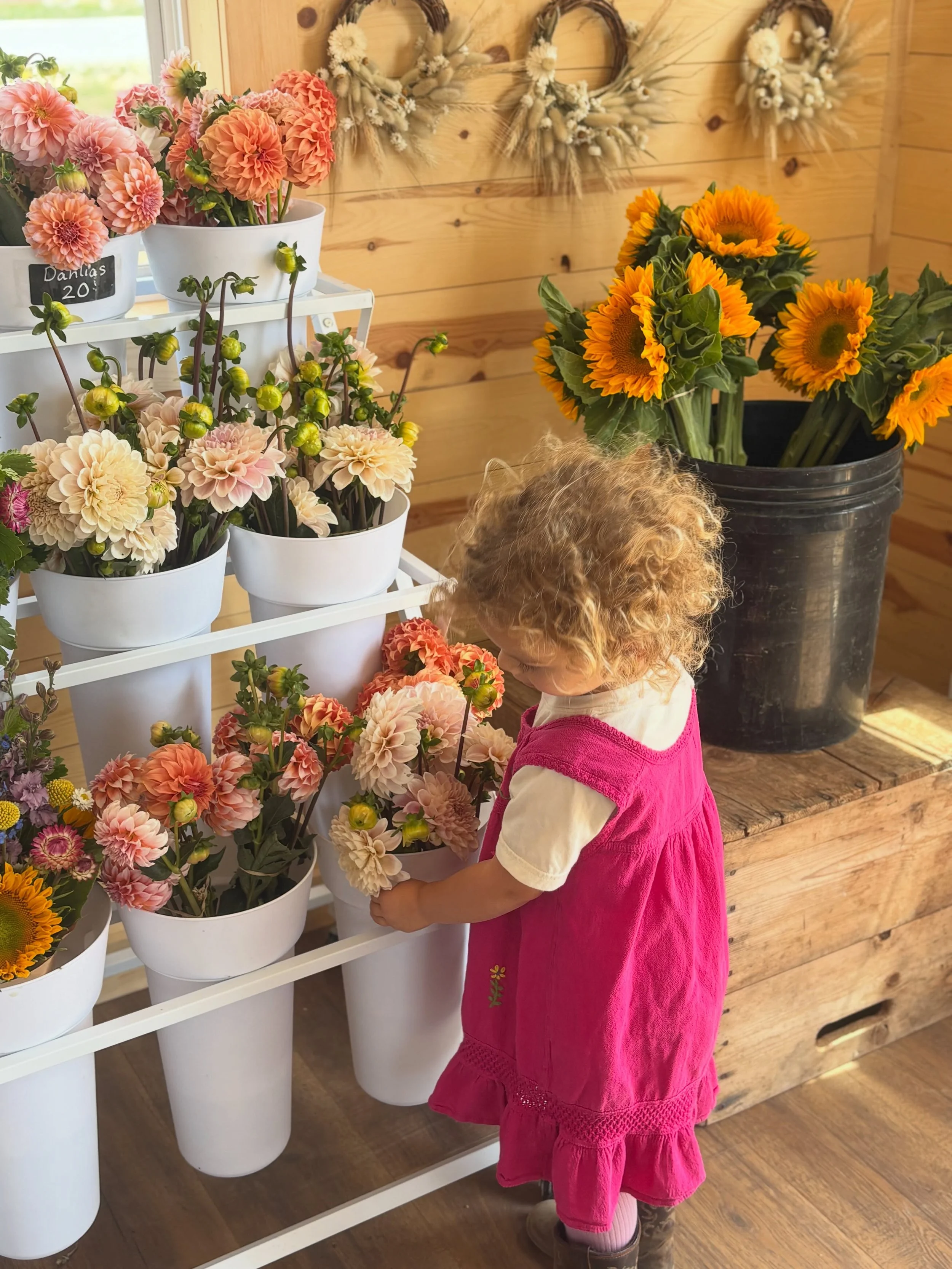 Another beautiful sunny Saturday in the Santa Ynez Valley! 

Flower stand is stocked with fresh flowers for the weekend. Thank you all for your amazing support so far! 

#flowerstand #flowerfarm #flowers #farmstand