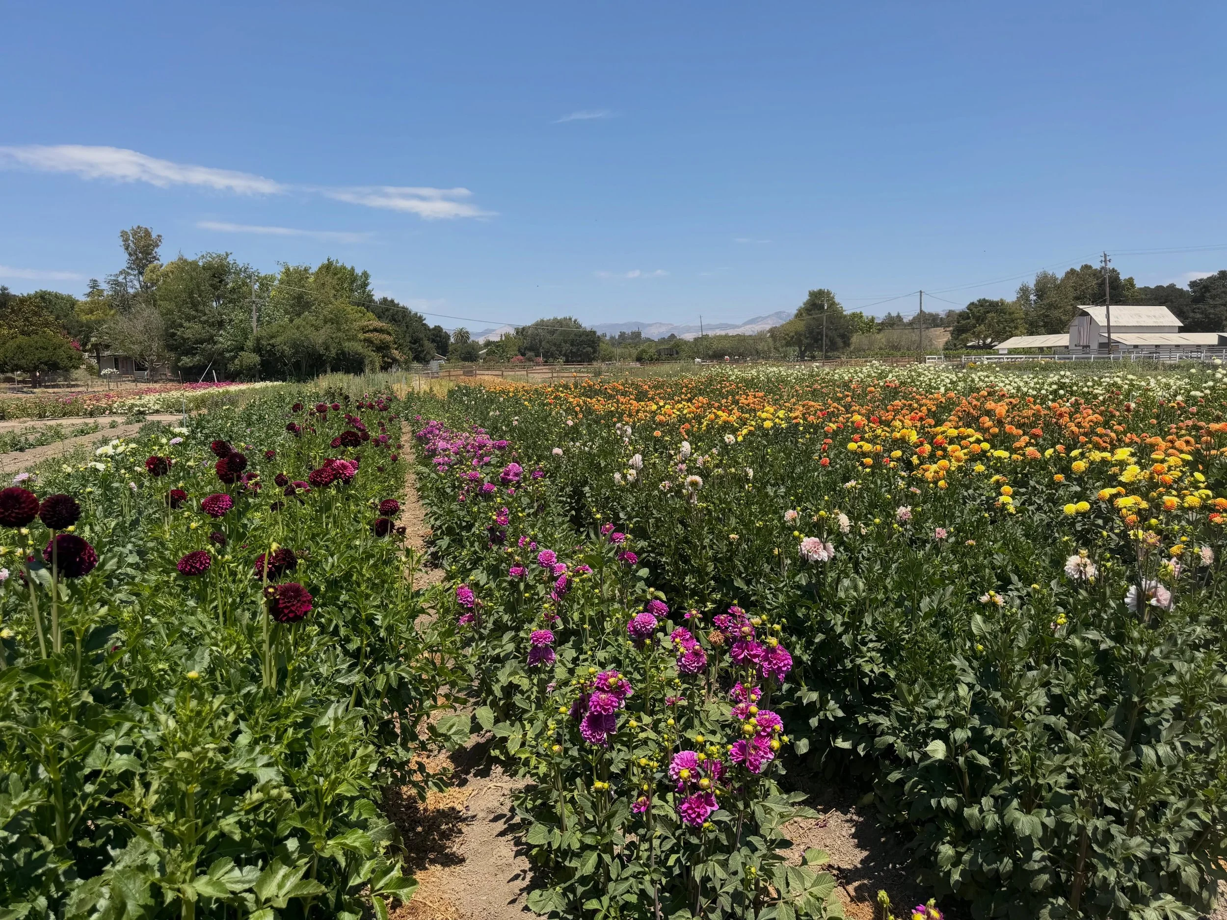Check your inbox if you have signed up to receive our newsletter! If you want to receive farm news and updates, make sure to signup on our website. 

And if you signed up at the flower stand but haven&rsquo;t received an email yet, I may have entered