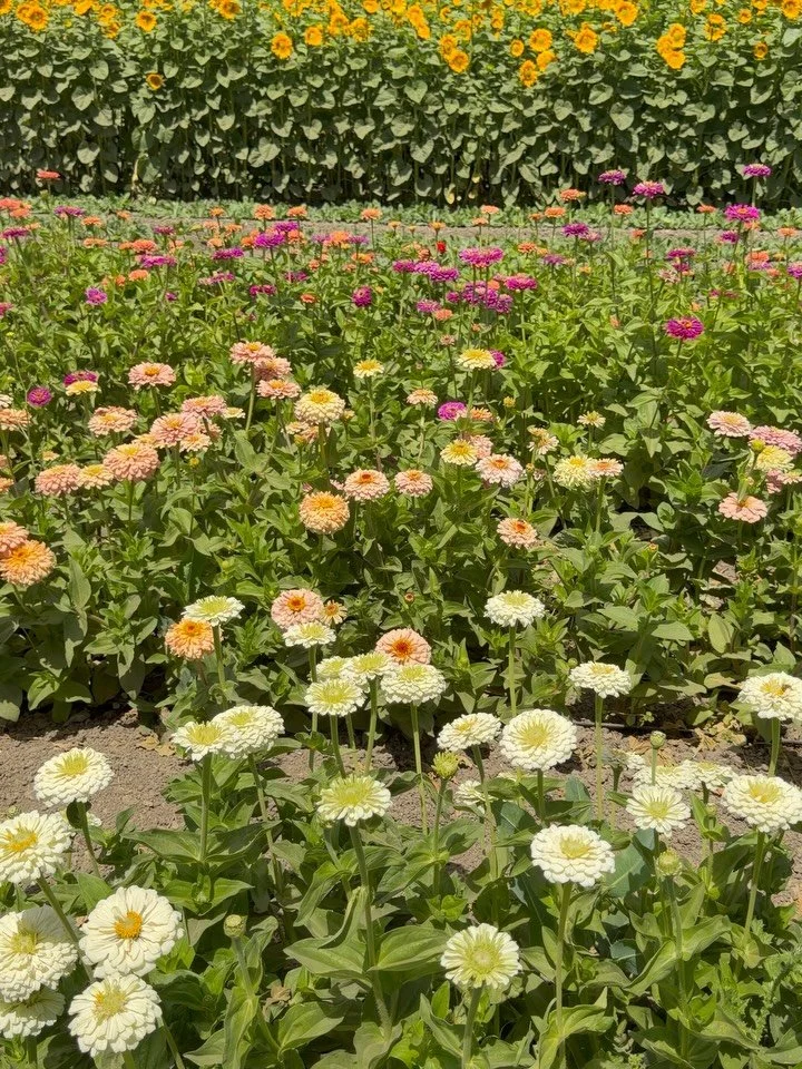 Zinnias and sunflowers. They paired up well this year in the field and we are enjoying the views 😊

#summertime #zinnias #sunflowers #flowerfarm