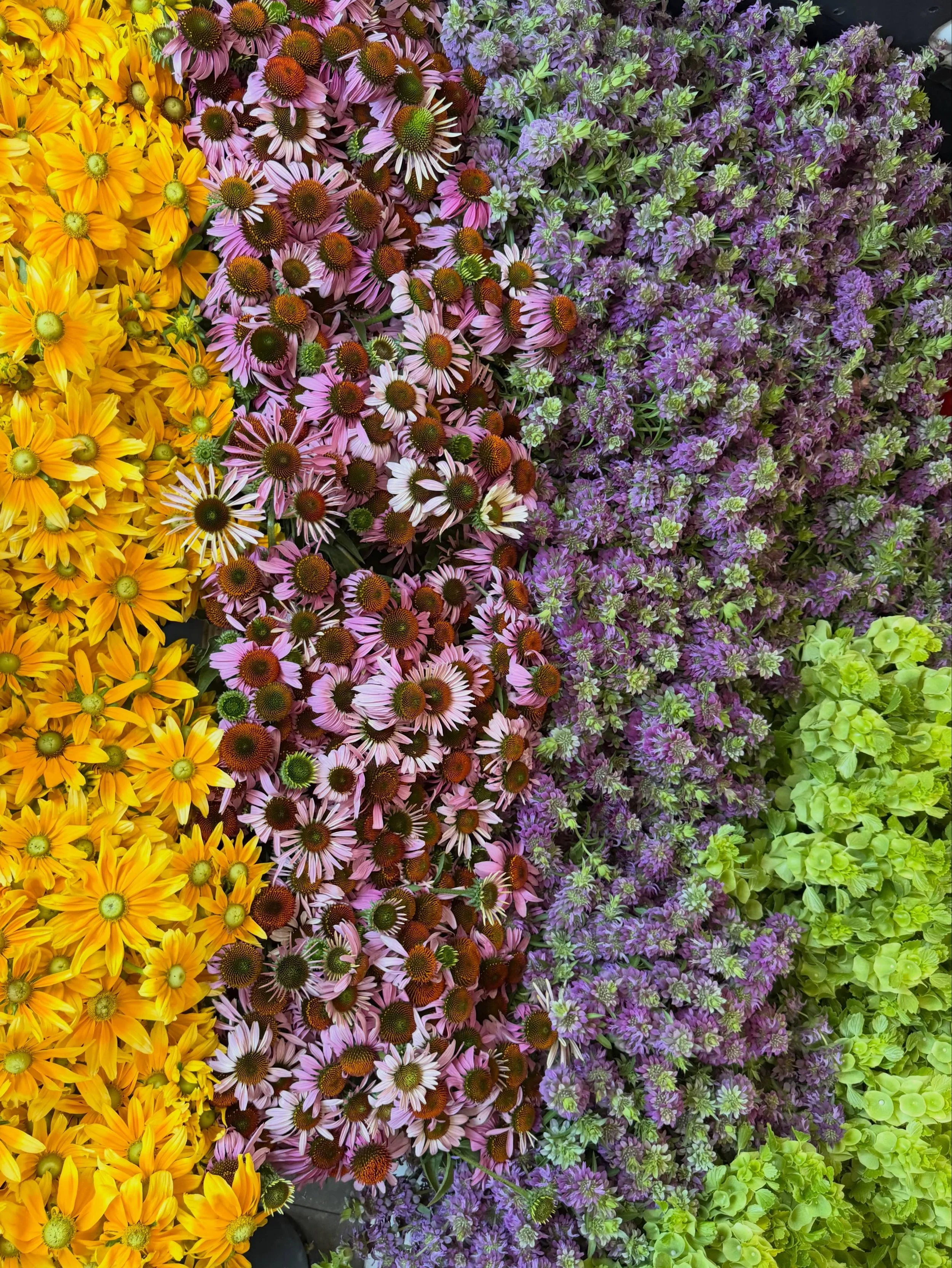 We can&rsquo;t get enough of these cheerful summer blooms! Summer is fleeting, and so are fresh flowers, but that&rsquo;s part of the beauty of it all 💛

#flowerfarm #freshflowers #summerflowers
