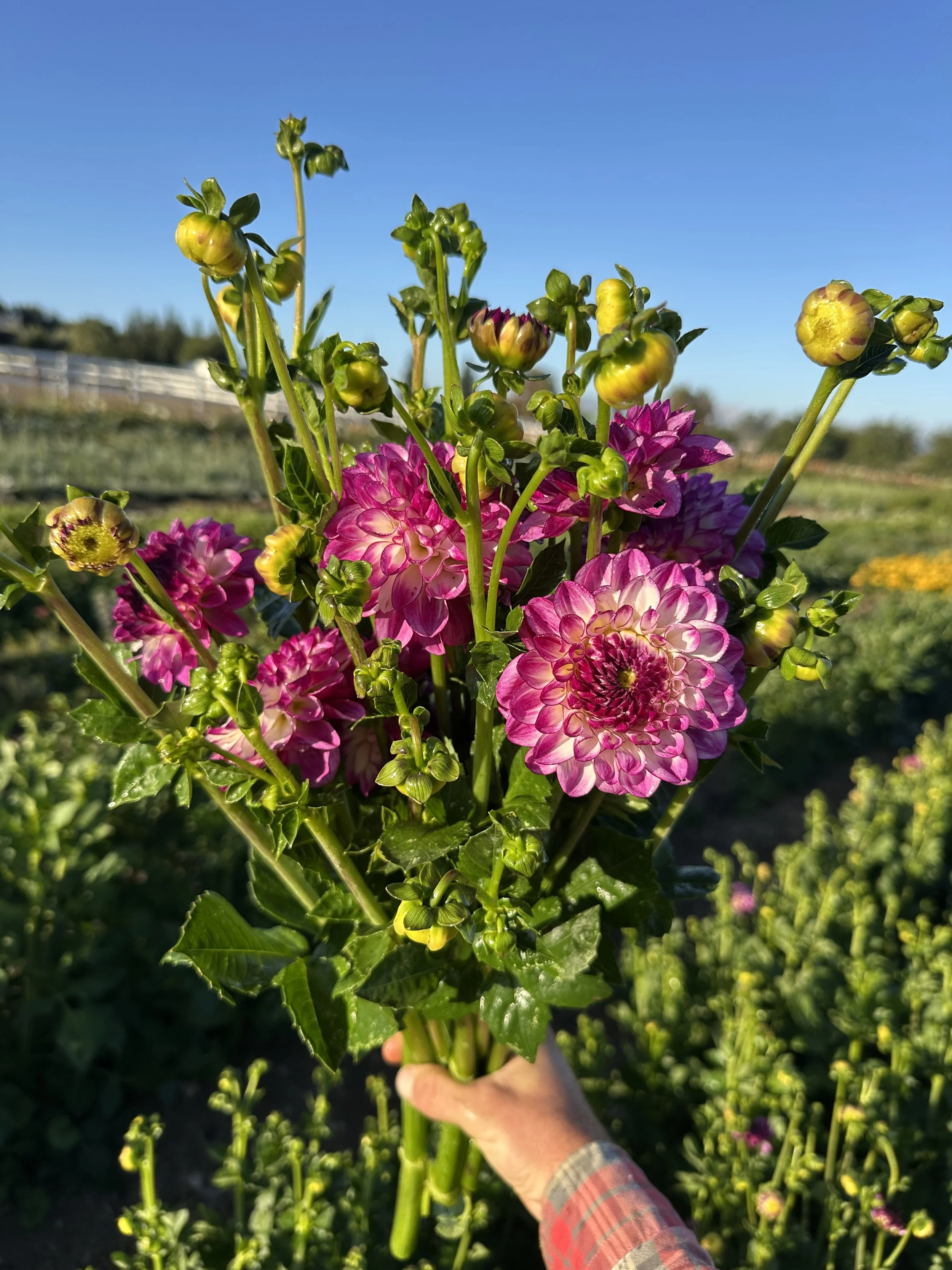 A person holding a bouquet of pink and purple flowers in a farm field under a clear blue sky during daylight.