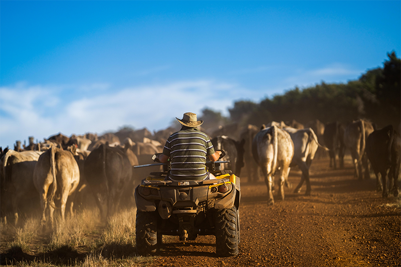 Farming family fined $80,000 for not supplying helmets for quad bikes