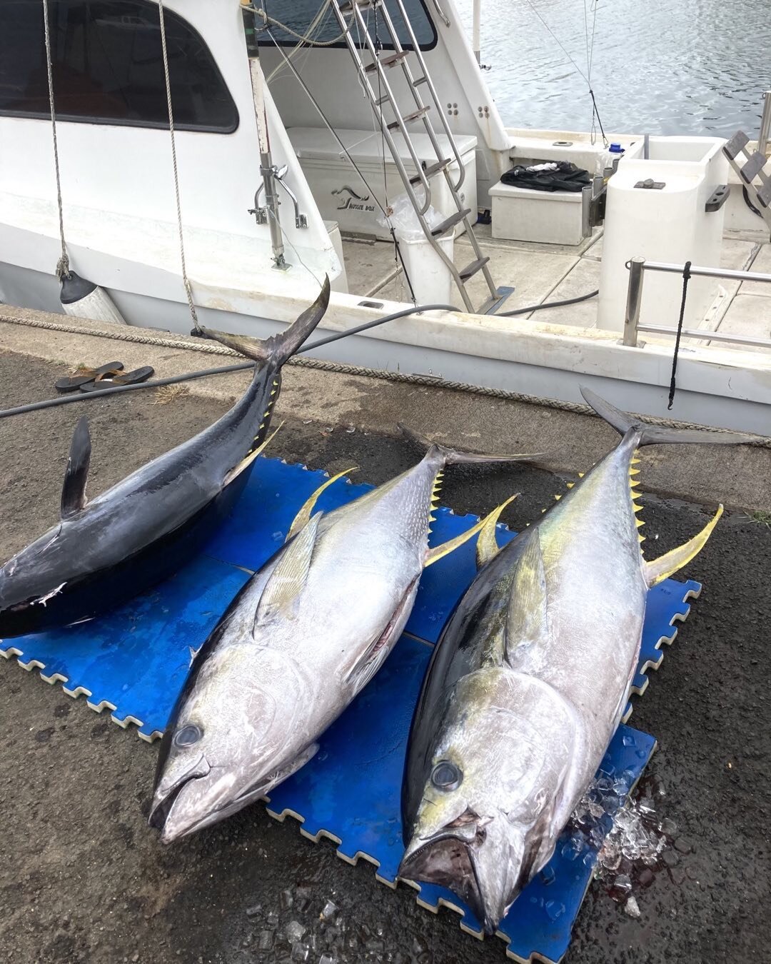 Had fun yesterday. No charter during Ahi season...no problem. We go do our thing anyway. Been bad about answering the phone this week. I know I missed out on some 1/2 day charters and I am cool with that. If you want to chase ahis book a full day thr