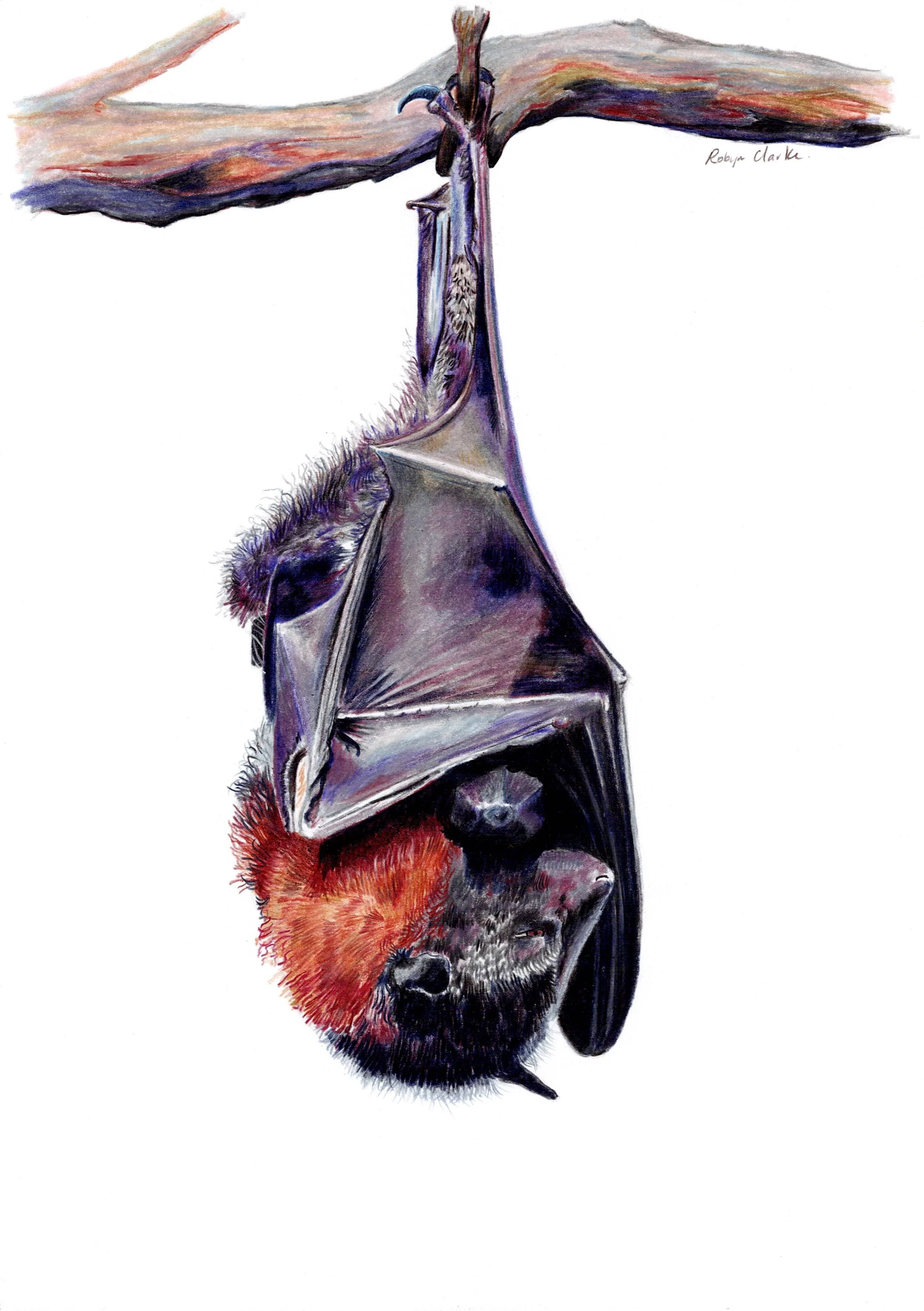 9 Fruit bat page nine.jpg