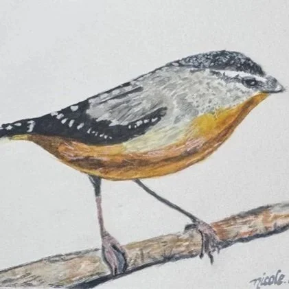 Holland_Pardalote_Watercolour.jpg