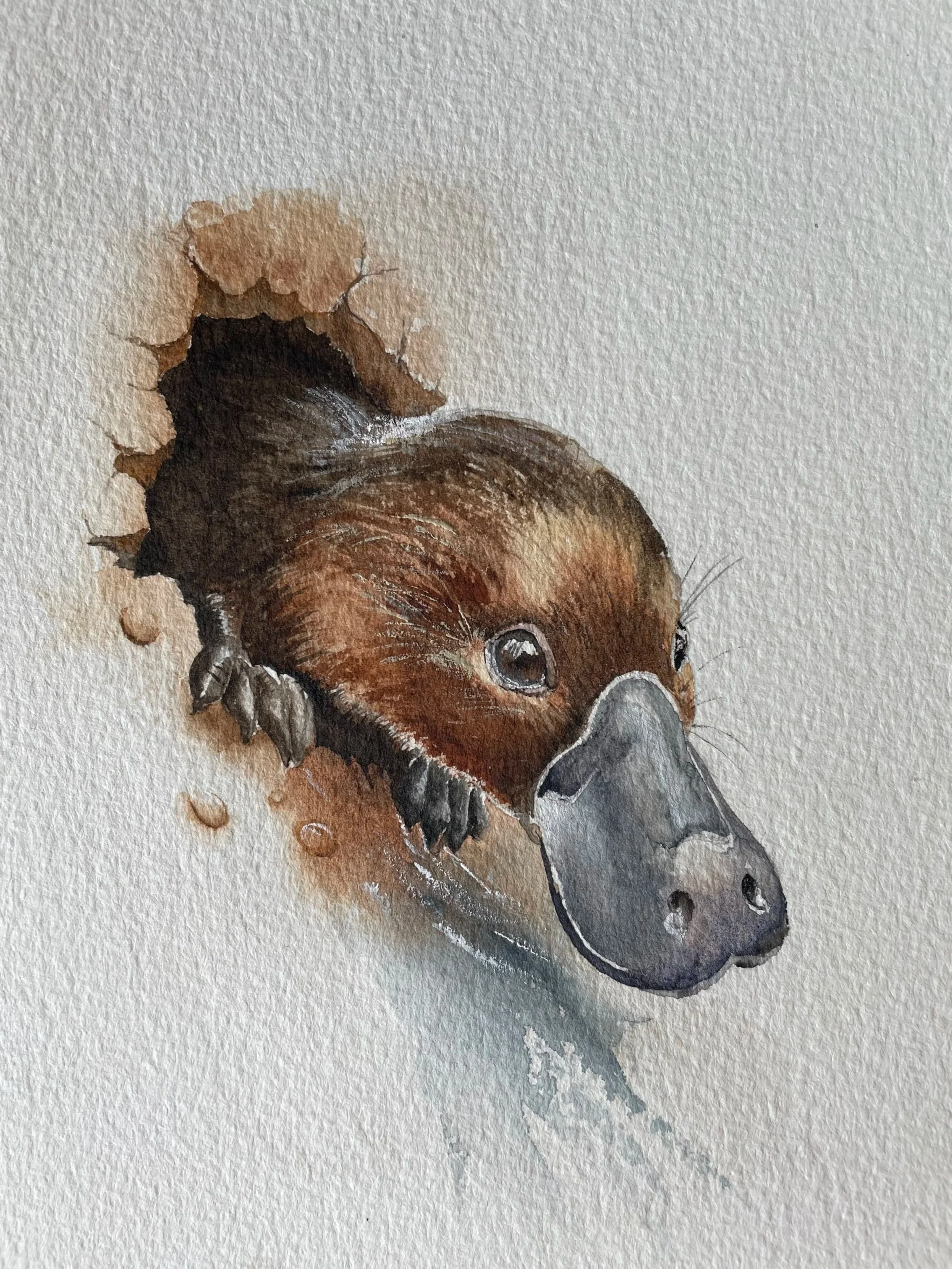 Holl_Platypus_Watercolour.jpg