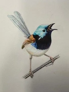 Blue wren  open studios.jpeg