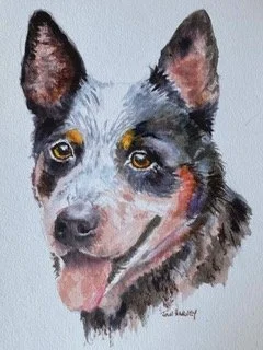 Blue heeler.jpeg
