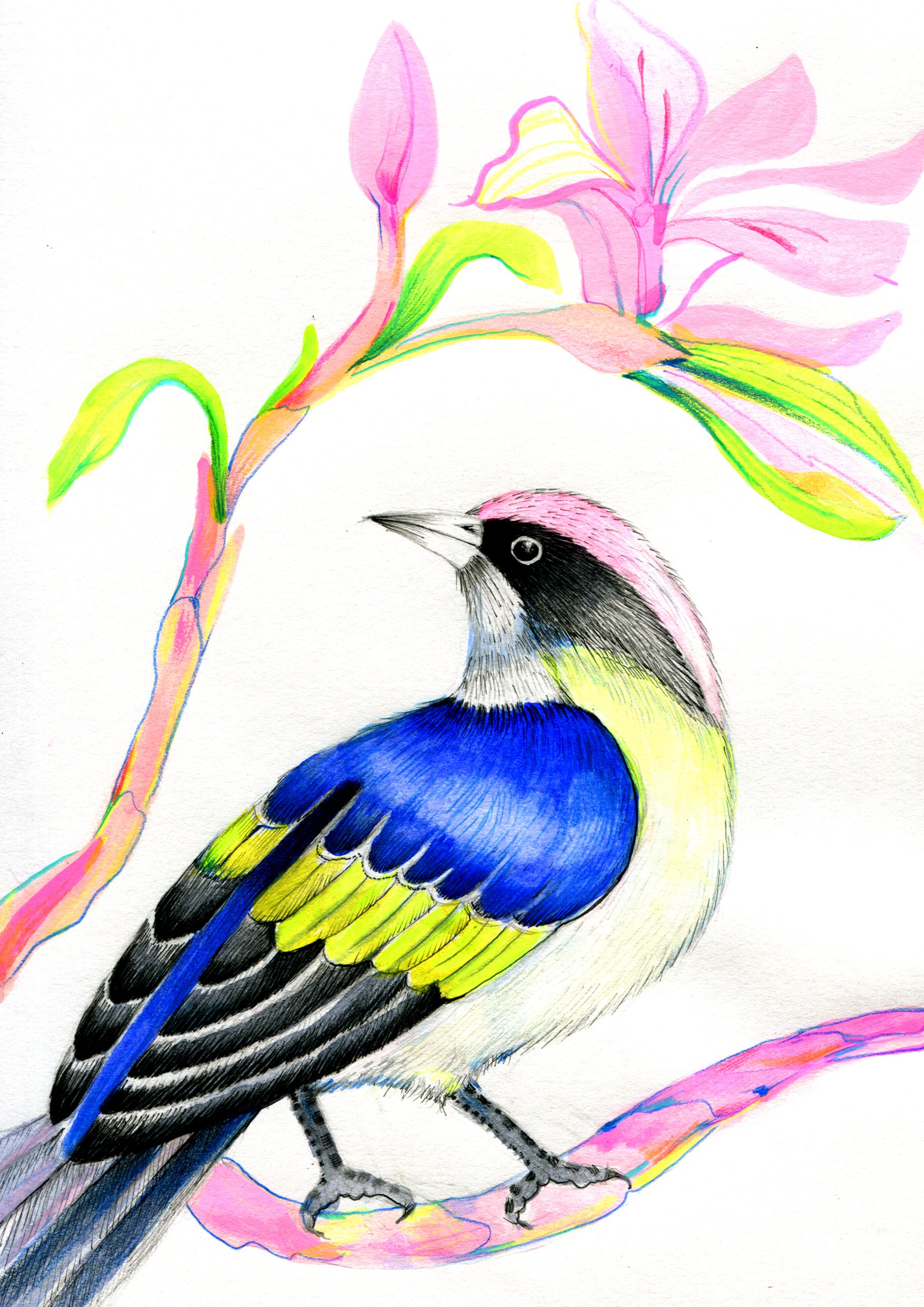 Holmberg_Magpie_Mixed Media.jpg