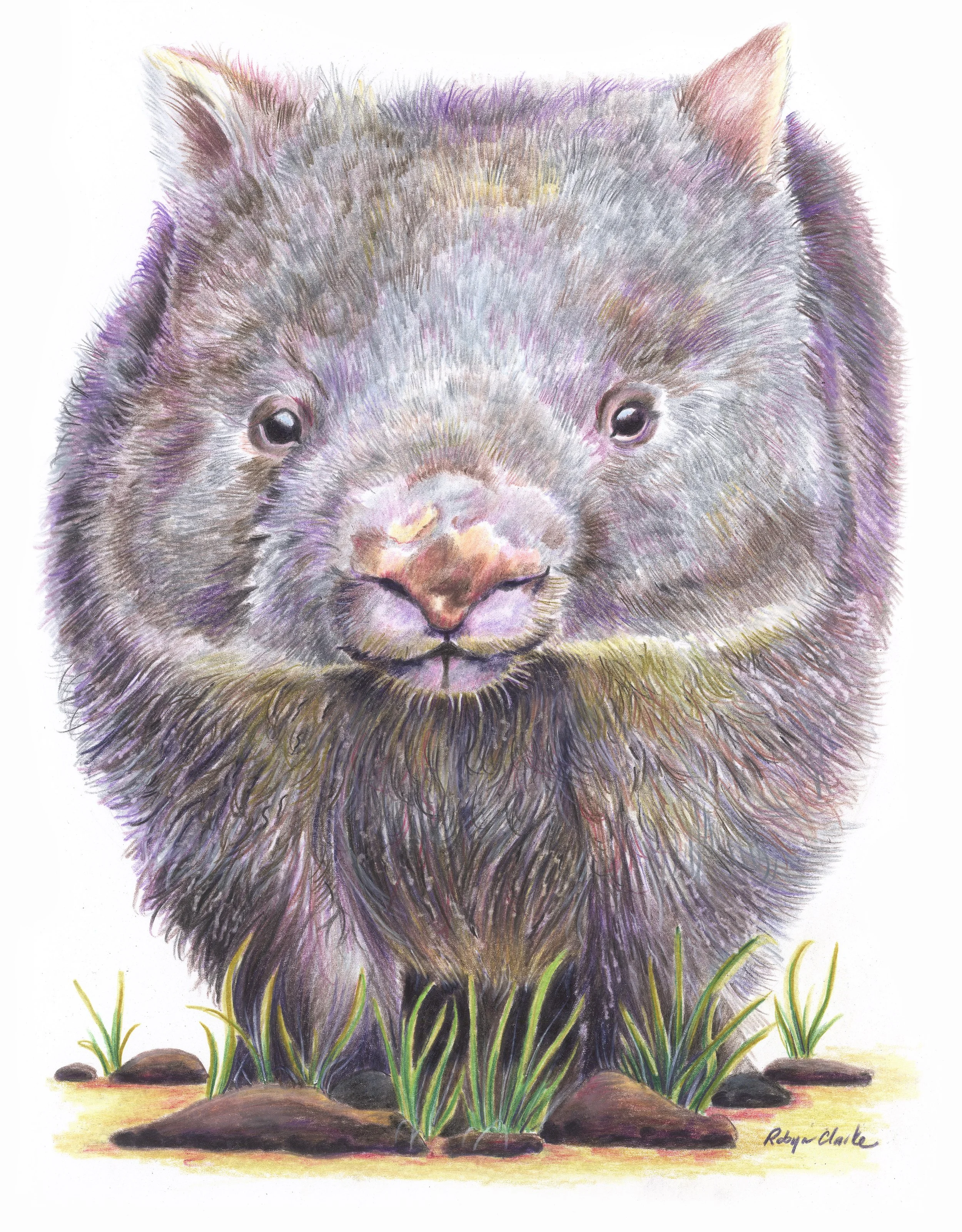 wombat 16x24__ (002) .jpg