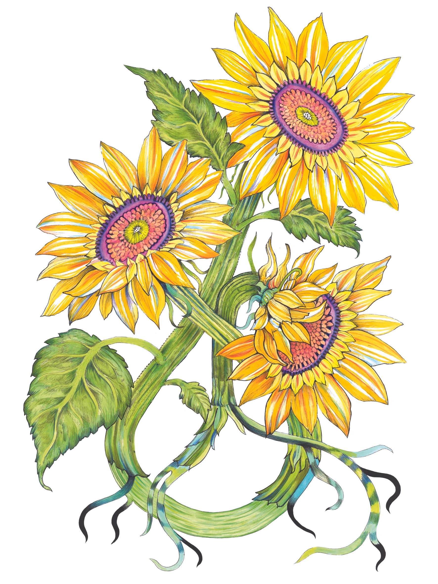 Holmberg_Sunflowers for Gloria_Watercolour Pencil Pen.jpg