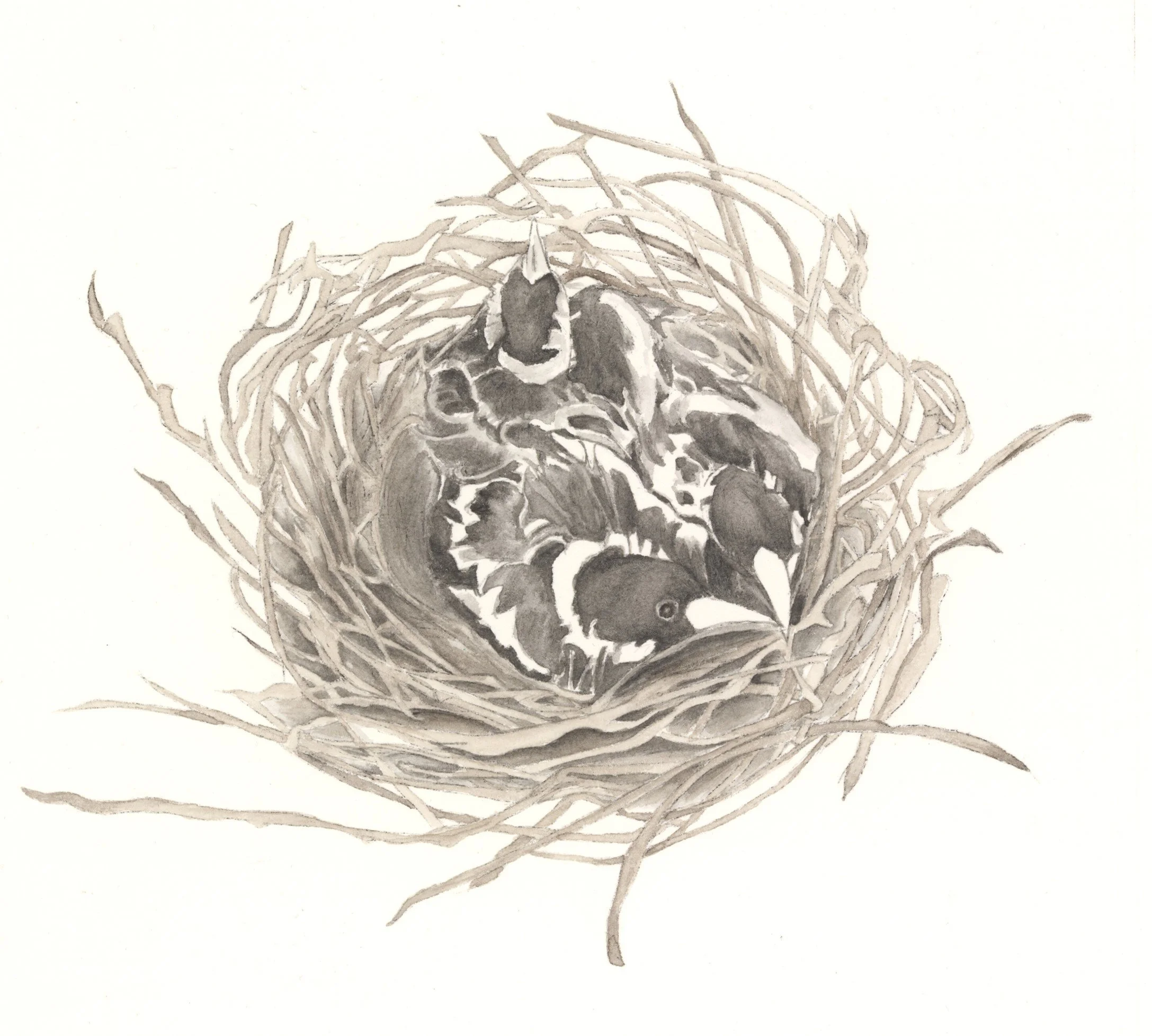 Nest_hand colored etching.jpg