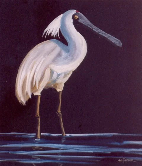 TAVENER. Spoonbill. Gouache.jpeg