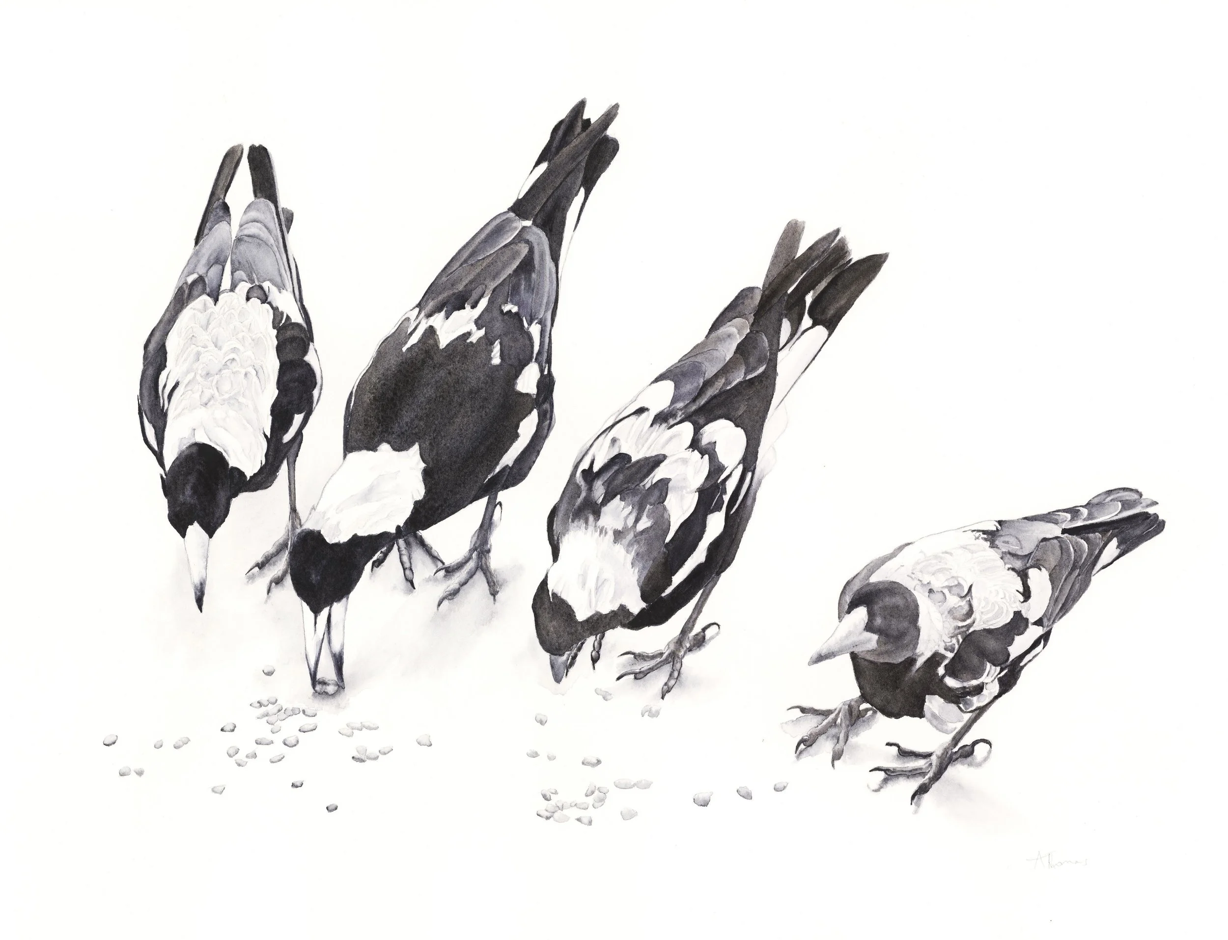Isaacs Magpies -smaller Copy.jpg