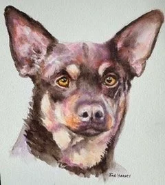 Red Kelpie.jpeg