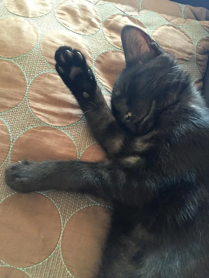black cat napping