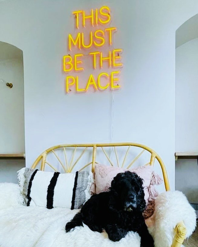 Calling all dog lovers in Tunbridge Wells! 🐶✨

We are proud to be a dog-friendly workspace where you can bring your beloved pup along for the ride!🐕💼

At OfficeTribe we understand that your four-legged companions are more than just pets &ndash; th