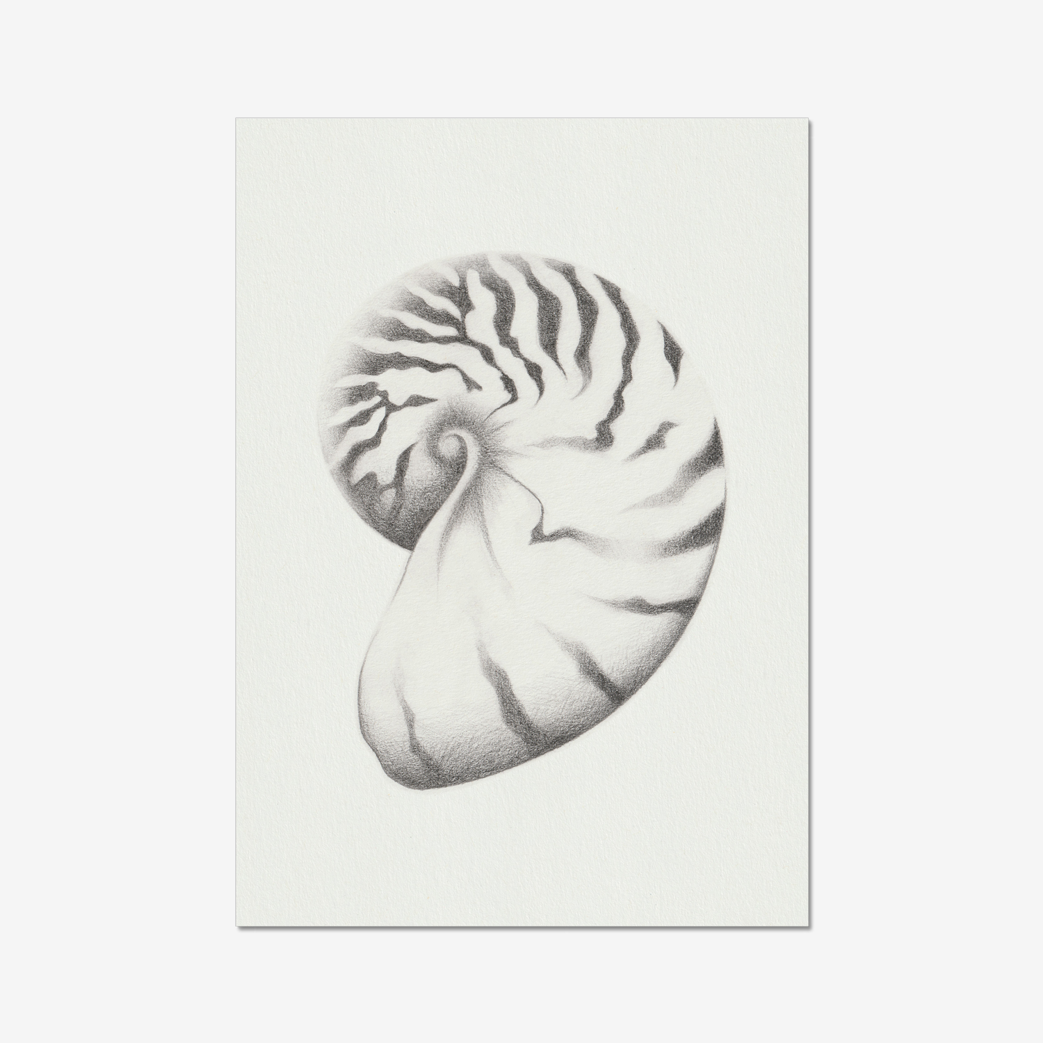 Nautilus two
