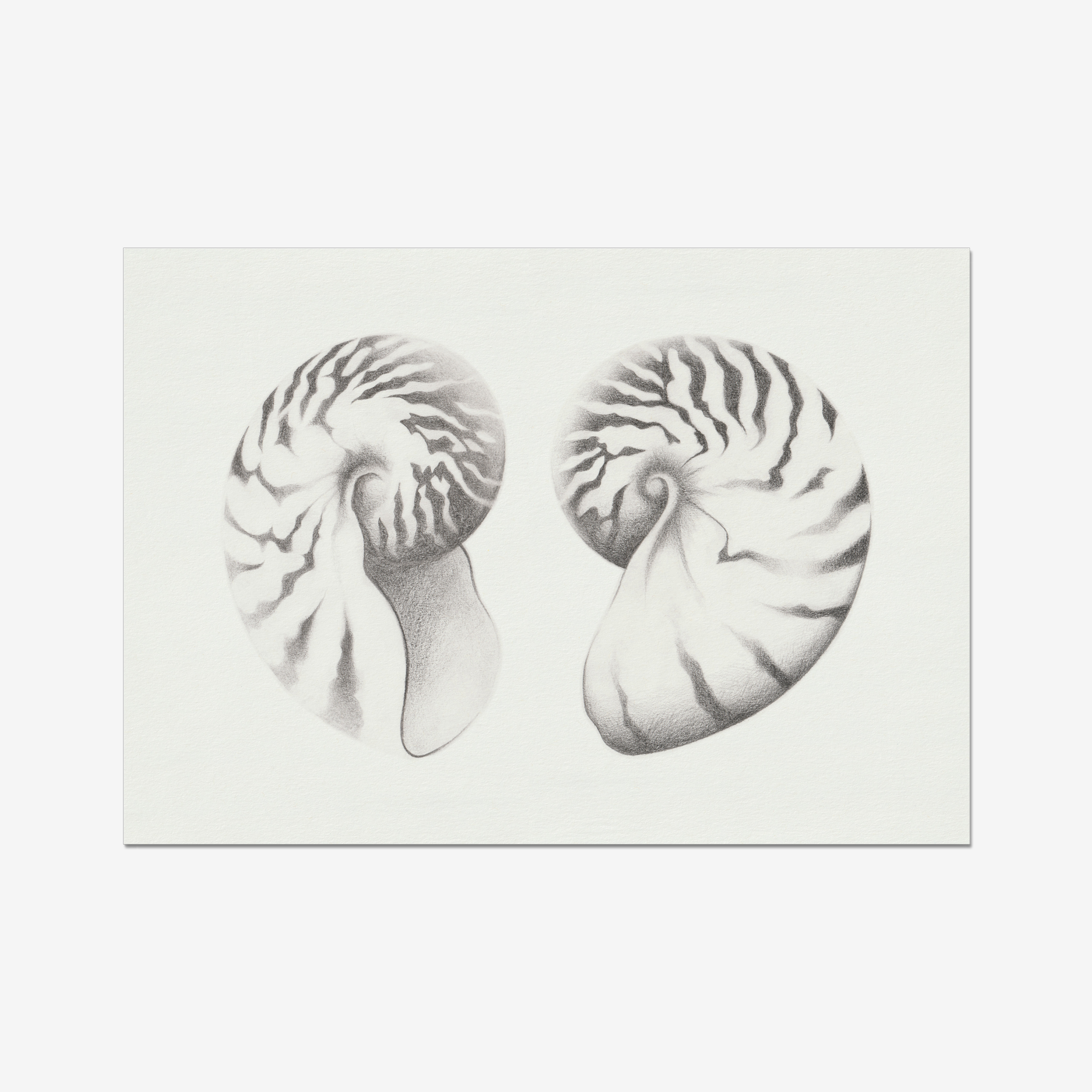 Nautilus Pair
