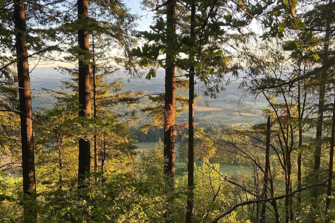 Sunlight filters through tall trees overlooking a lush green landscape with hills in the distance.