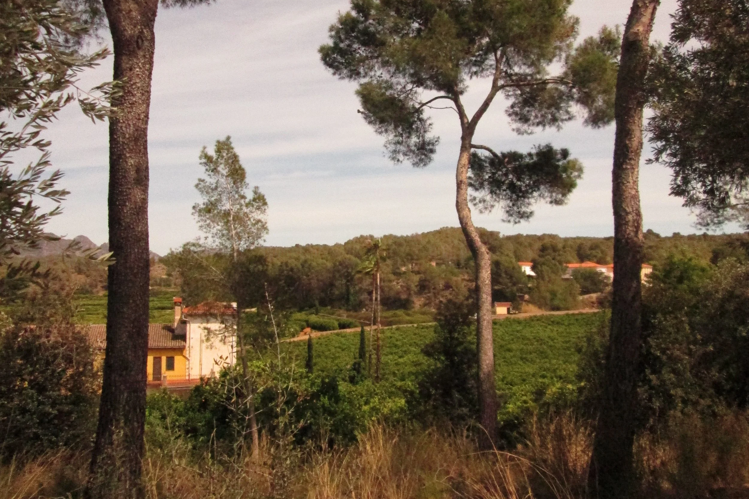 A rural landscape with tall pine trees, a house with a red-tiled roof, and rolling green hills under a cloudy sky.