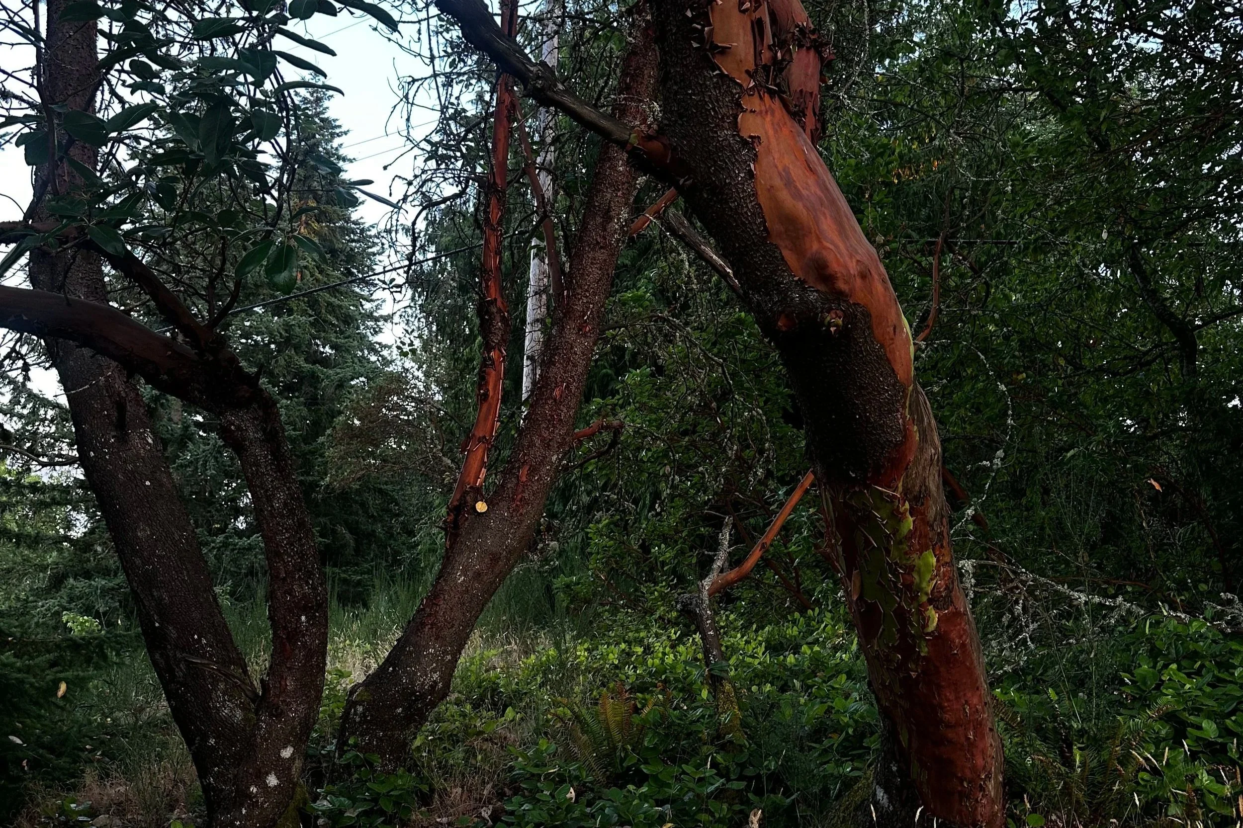 Close-up of a tree with a large, peeled section of bark exposing reddish inner wood, surrounded by green foliage.