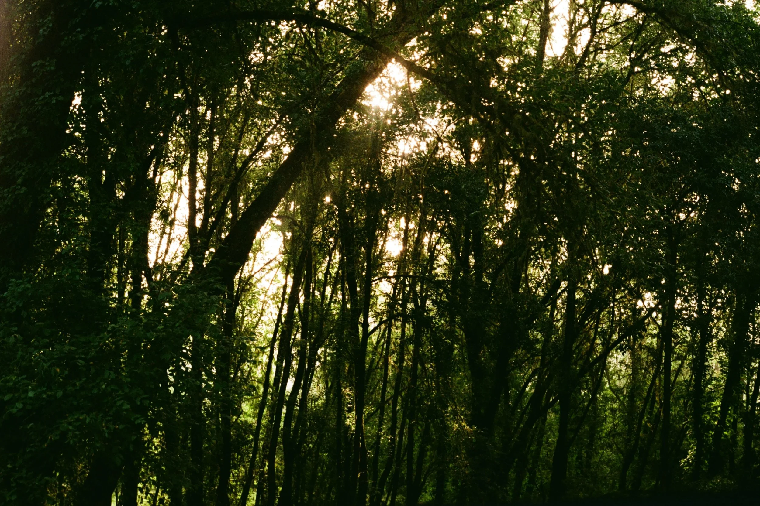 Sunlight shining through a dense forest of tall, leafy trees.